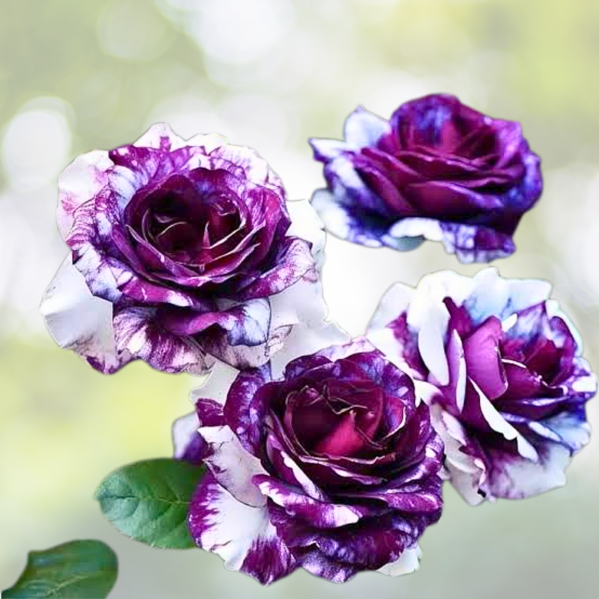 Rare Purple and White Twin Rose Seeds - 20pcs - Stunning Garden Blooms - Rosa spp.