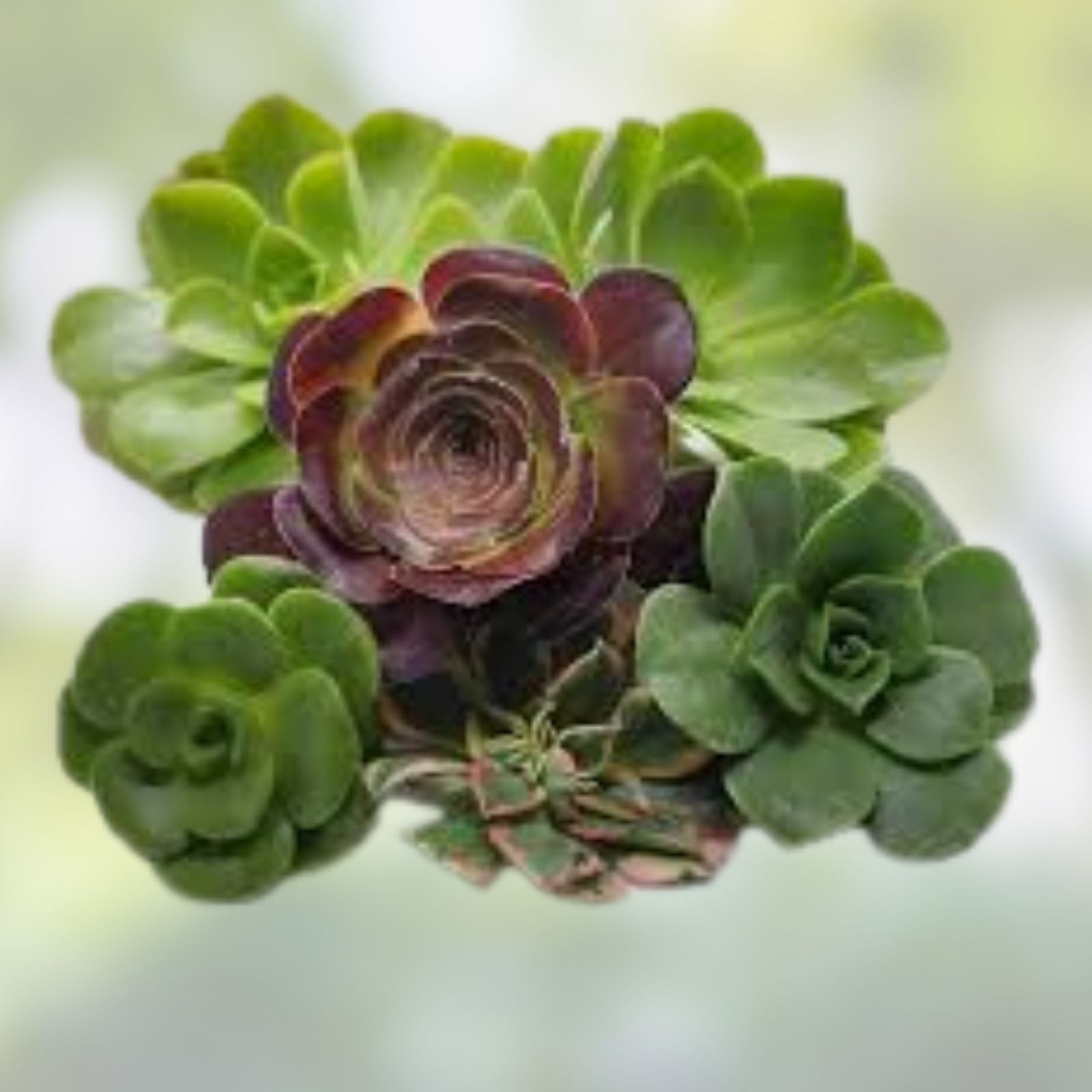 Aeonium Cuttings Set of 5 – 4” Succulent Varieties for Propagation – Exotic Houseplants – Easy to Grow and Maintain