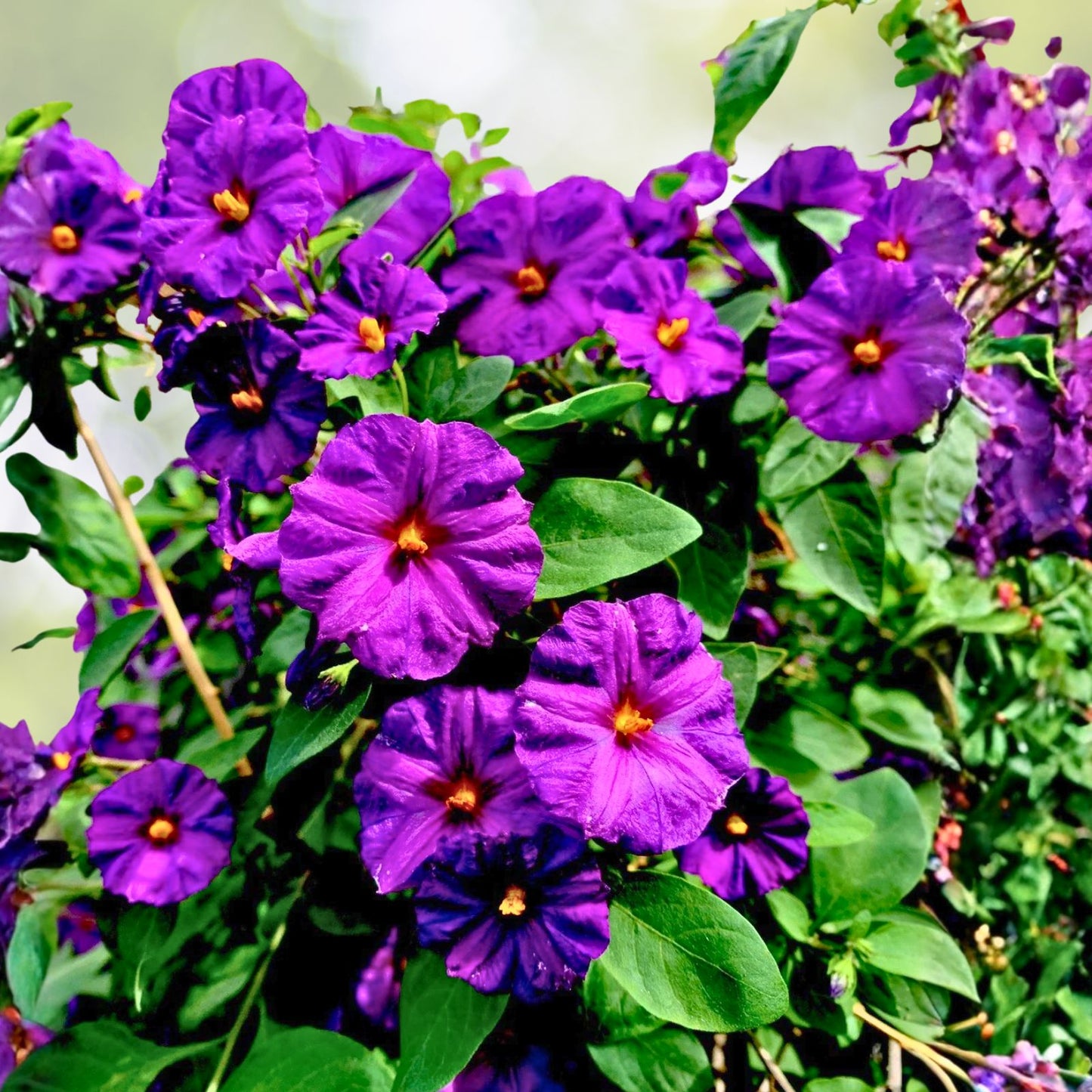 Kangaroo Apple Plants - 8" Tall - Lycianthes rantonnetii - Set of 2 - Ornamental Foliage - Easy Care - 4" Pot Size