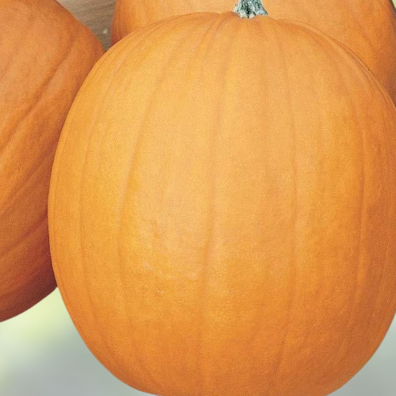 Spooky Blend Pumpkin Seeds 100 Pack Halloween Variety Cucurbita pepo Garden Planting Seeds