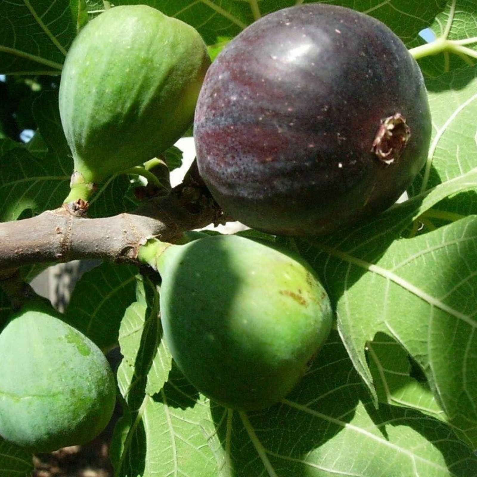 Live Fig Tree Cuttings 5pcs – Healthy Sweet Varieties – Hardy Fresh Ficus carica Plant Cuttings