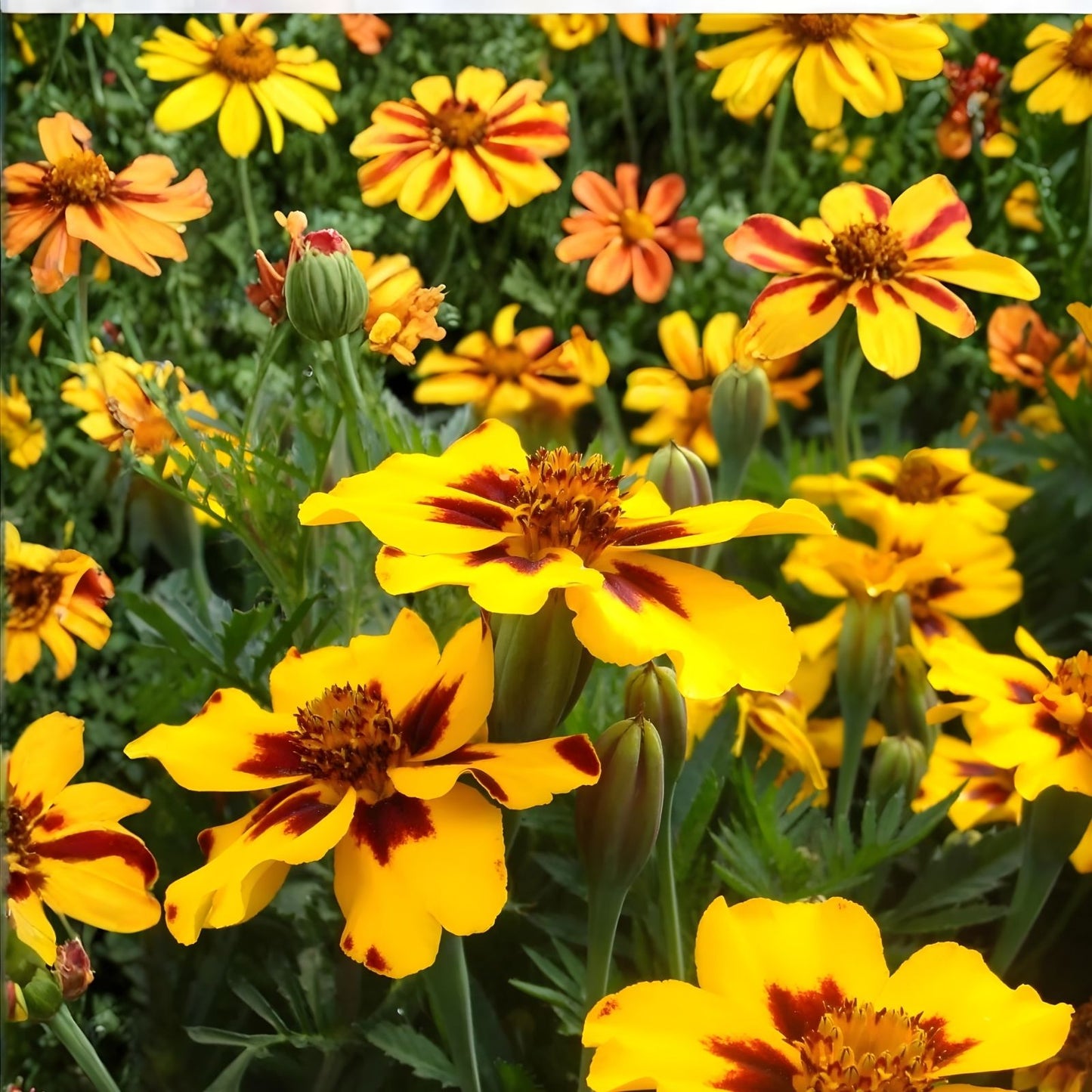 French Marigold Seeds Dwarf Naughty Marietta 200 Seeds Easy to Grow Tagetes patula Garden Flower Planting