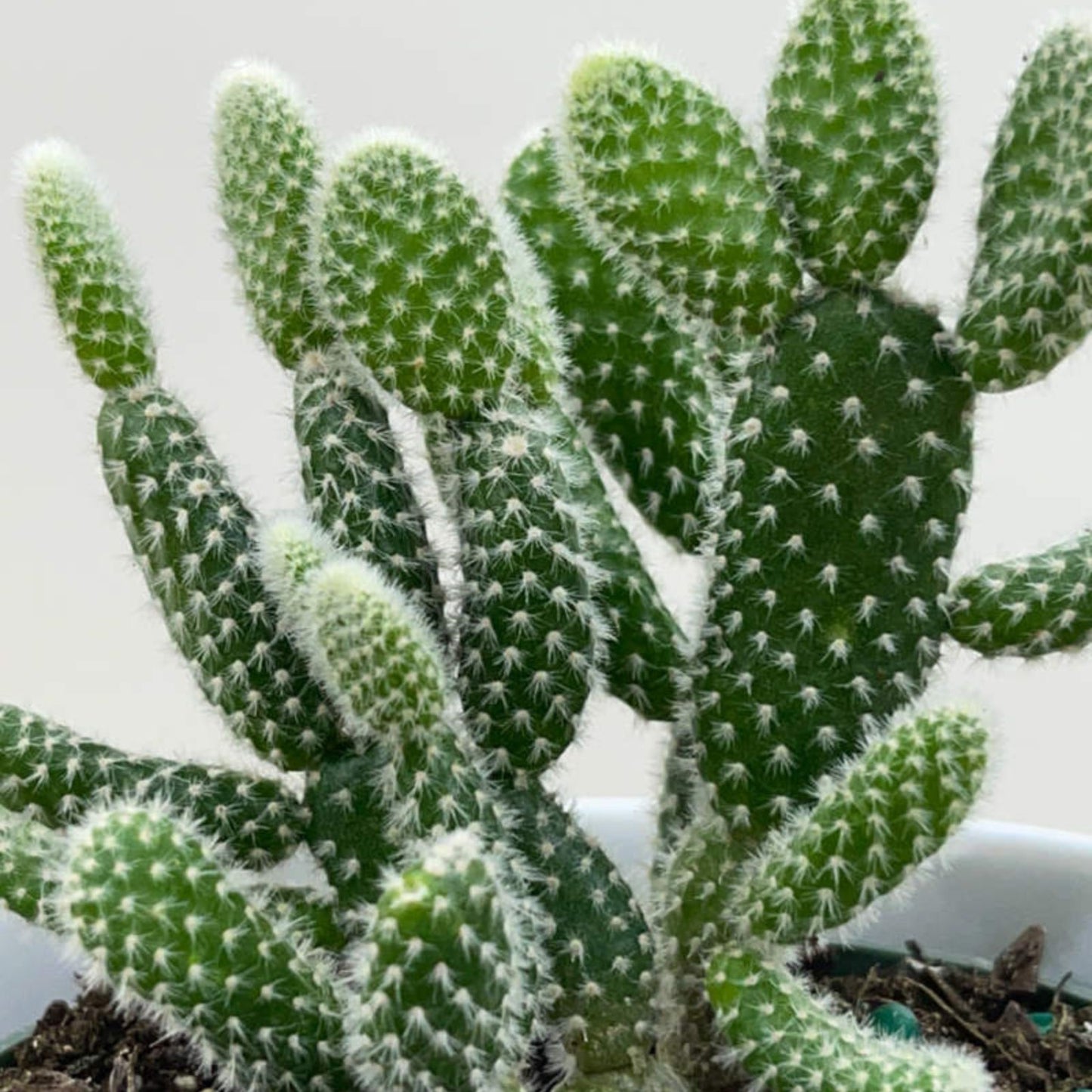 Opuntia Microdasys Bunny Ears Cactus 6" Succulent Plant - Indoor Decor, Off White, Easy Care, Desert Plant