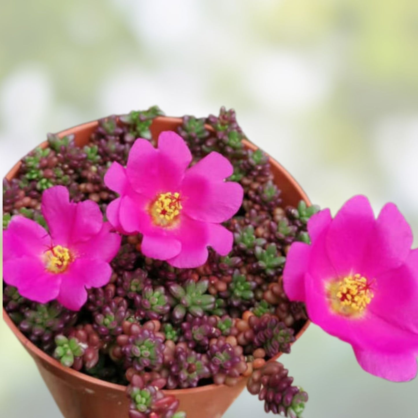 Portulaca Gilliesii Purple Rice Succulent Live Plant 2 Inch Drought-Tolerant Ground Cover for Garden Decor