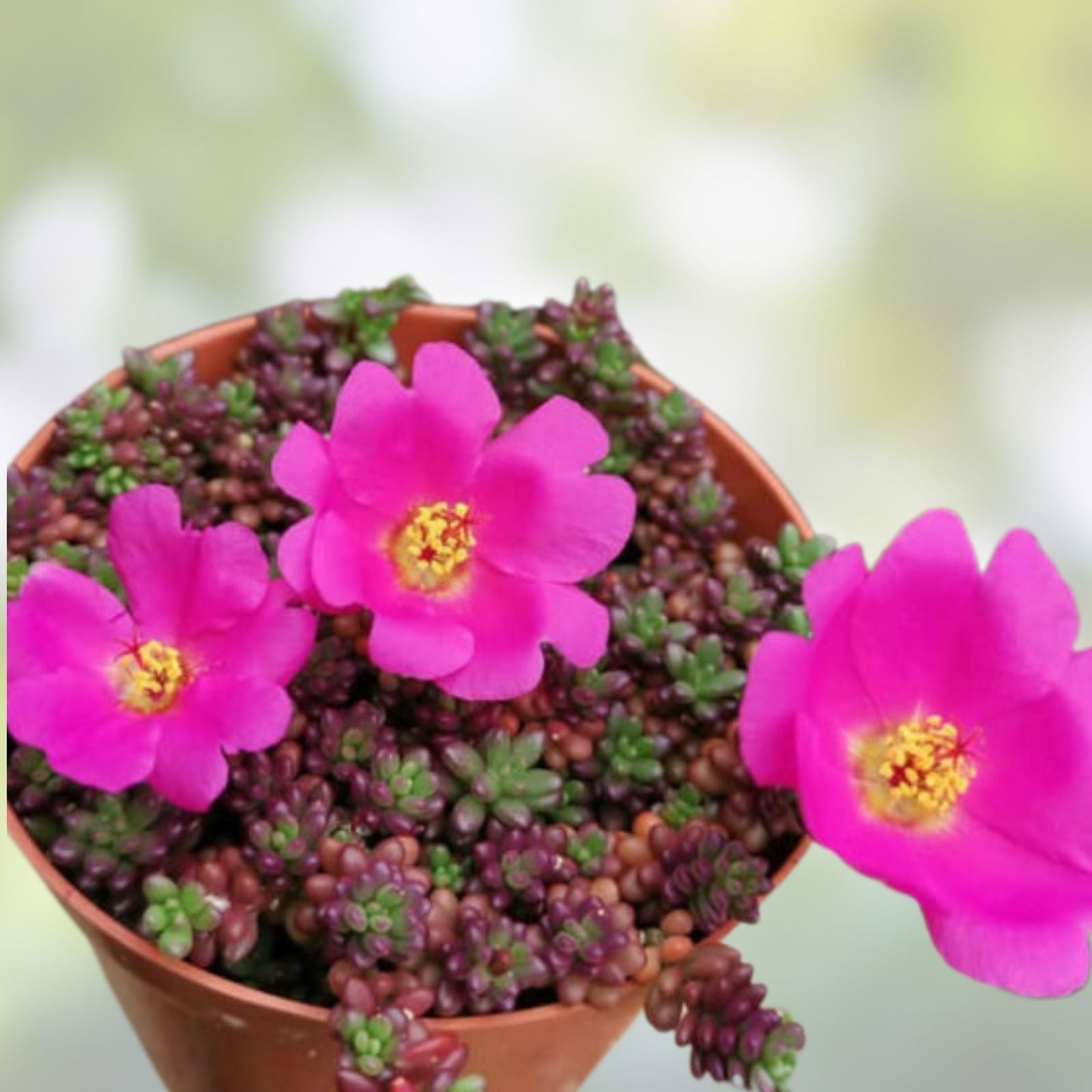 Portulaca Gilliesii Purple Rice Succulent Live Plant 2 Inch Drought-Tolerant Ground Cover for Garden Decor