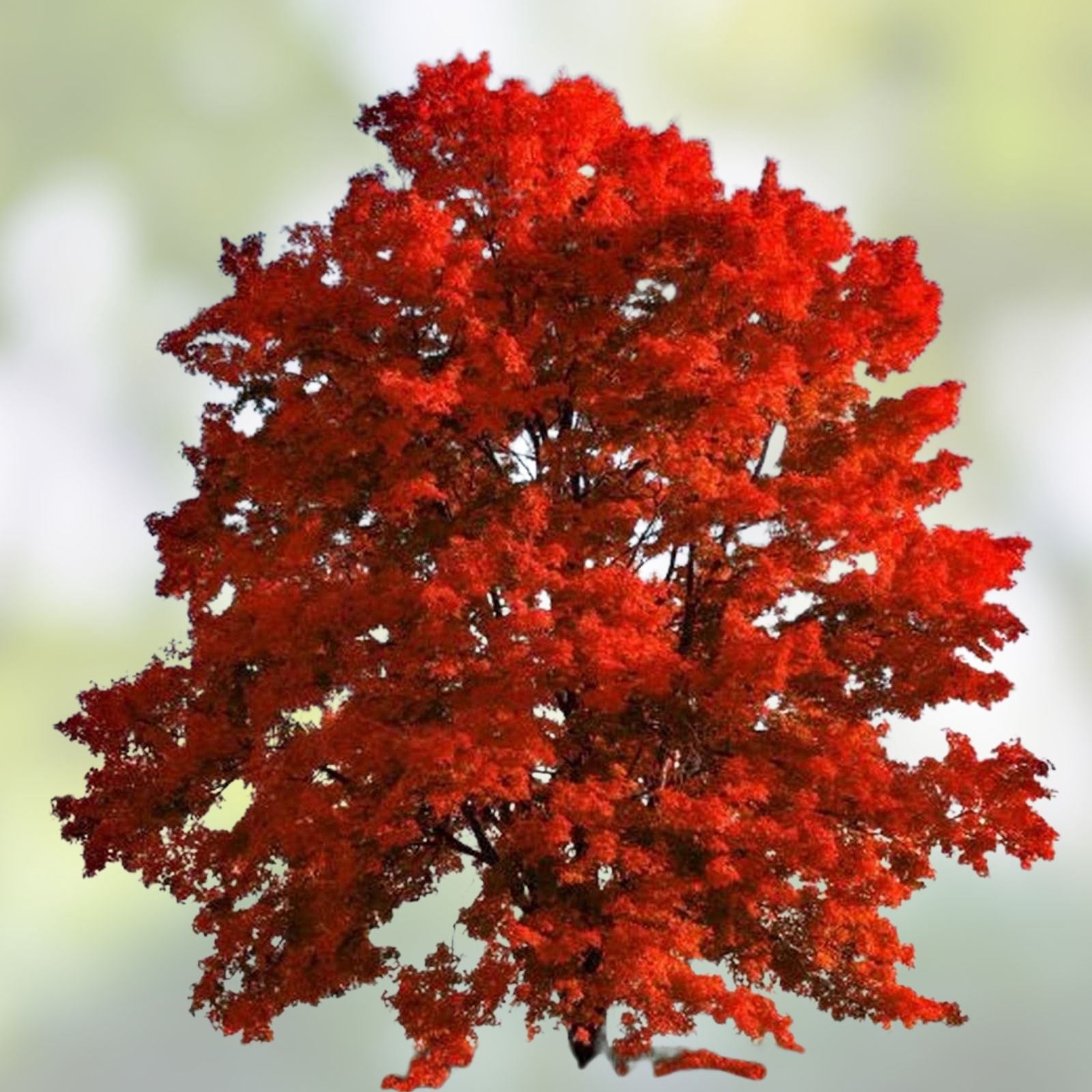 Red Maple Seeds for Planting Outdoors – 50+ Heirloom Acer rubrum Tree Seeds, Fast Germination, Native Variety