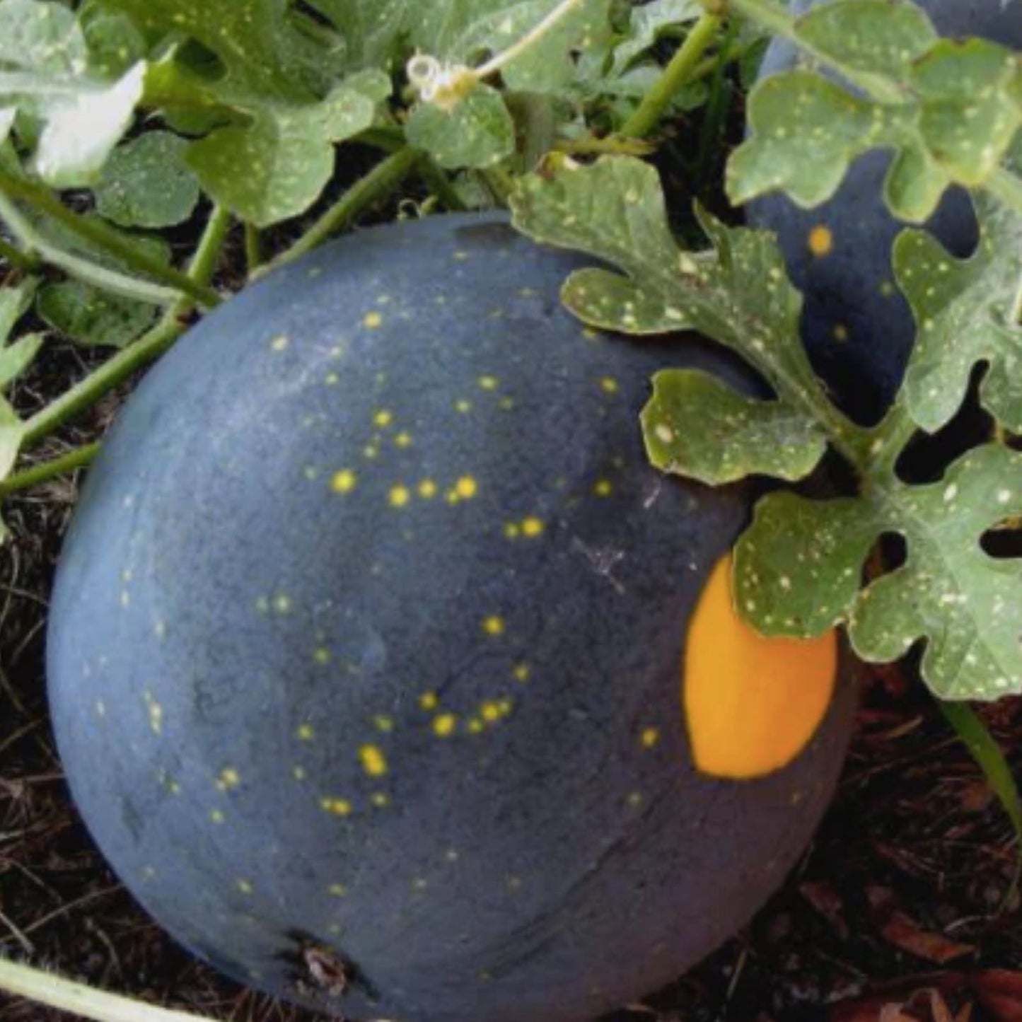 Red Moon and Stars Watermelon Seeds - Heirloom Variety - 15+ Seeds - Citrullus lanatus - Grow Up to 35lbs