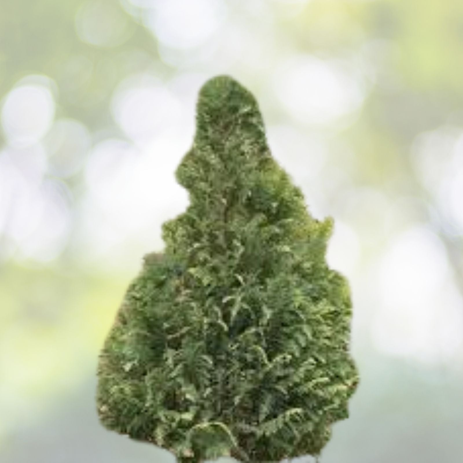 Port Orford Cedar Tree Seeds - Chamaecyparis lawsoniana - 25+ Premium Seeds - Evergreen Conifer for Landscaping