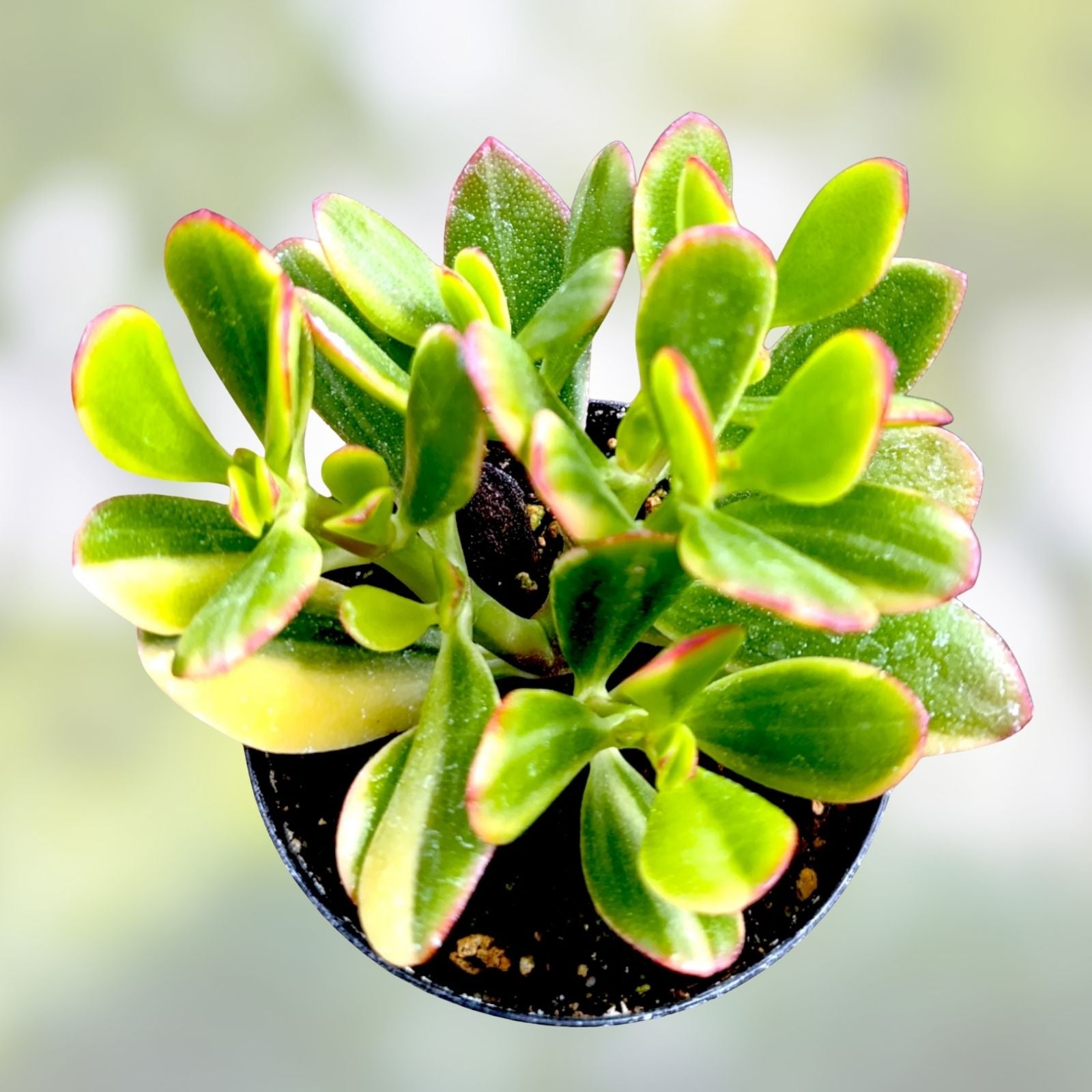 English Ivy Plant 6" Variegated Gold Child Hedera helix 'Gold Child' Indoor Outdoor Live Starter Plant