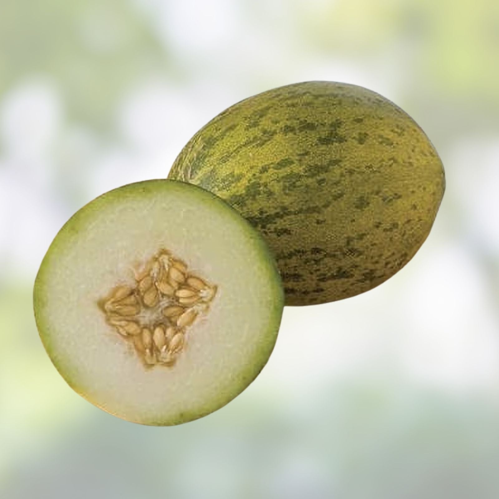 Coconut Melon Seeds for Planting - 10 Seeds - Unique Coconut-Like Fruit, Sweet Flavor, Cucumis melo