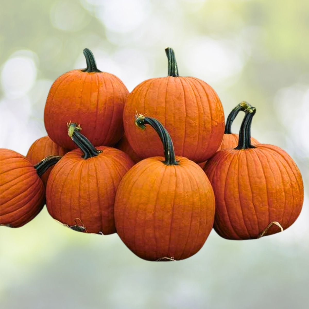 Howden Pumpkin Seeds | NON-GMO Heirloom | Fresh Garden Seeds | Cucurbita pepo