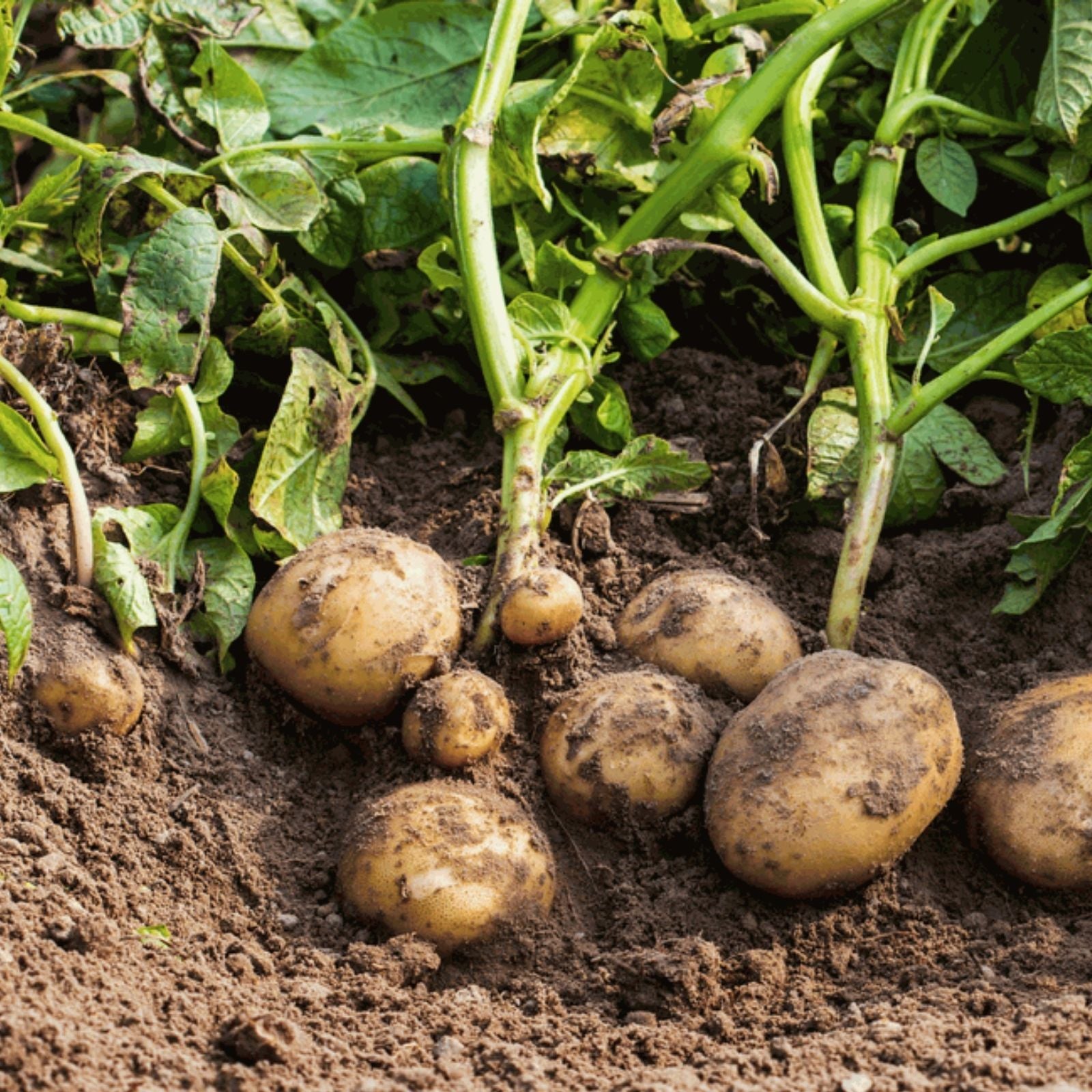 Red Norland Seed Potatoes for Planting, Early Maturing Variety, Home Garden, Solanum tuberosum