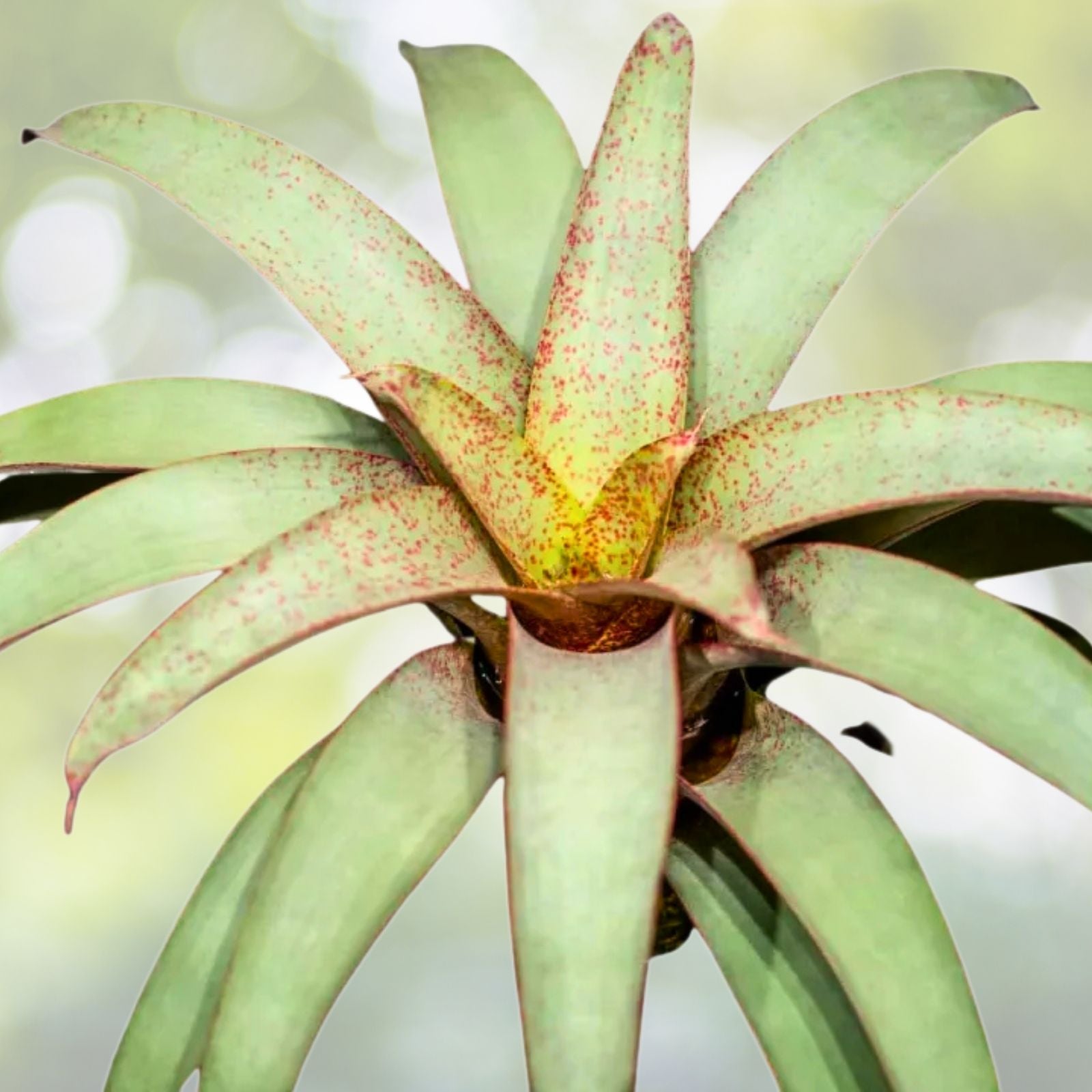 Vriesea Saundersii Plant 6" Pot - Tropical Bromeliad - Ornamental Houseplant - Easy Care - Indoor Plant Decor