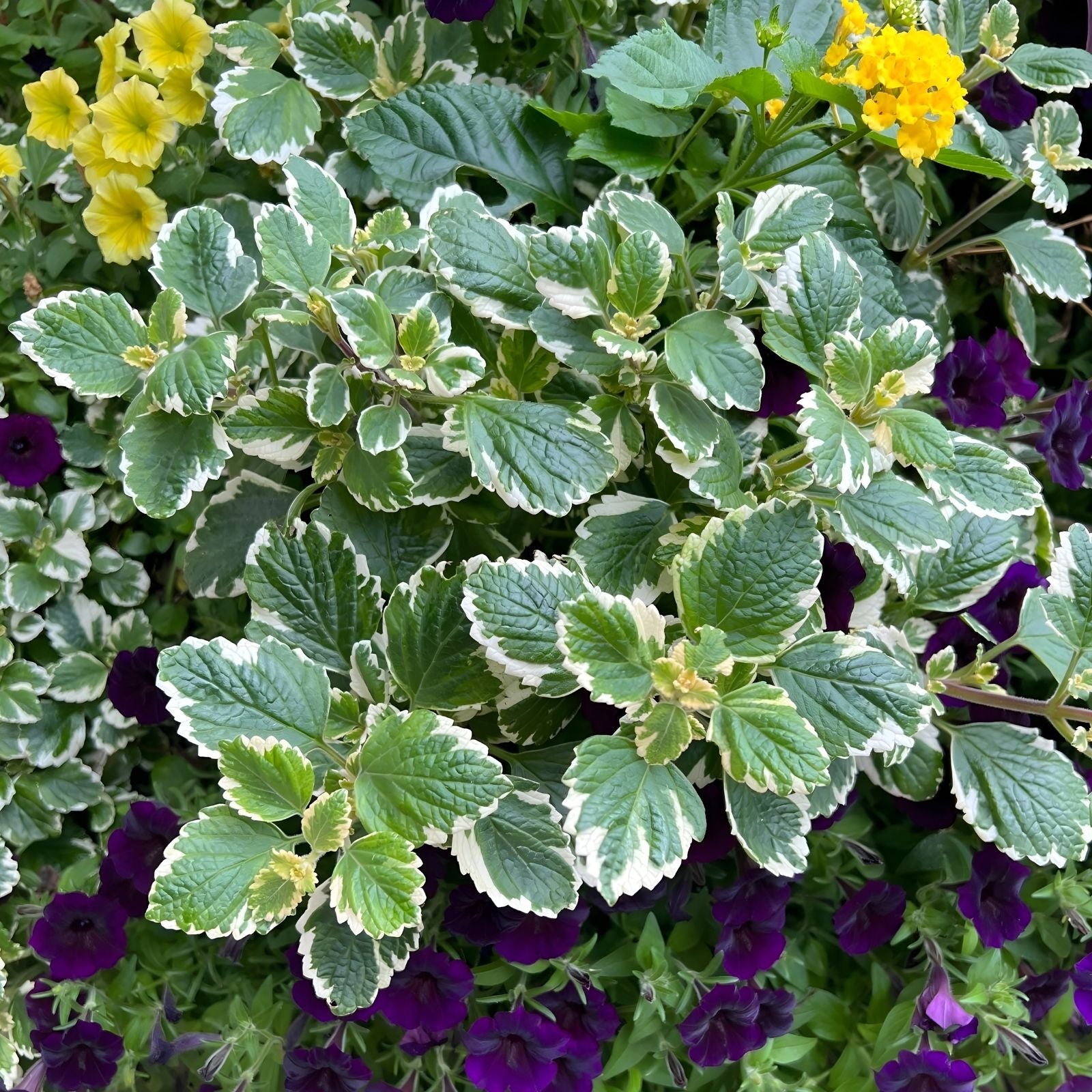 Succulent Cuttings 4" Plectranthus coleoides Variegata Green/White Foliage Swedish Ivy Fragrant Heat-Tolerant Deer-Resistant