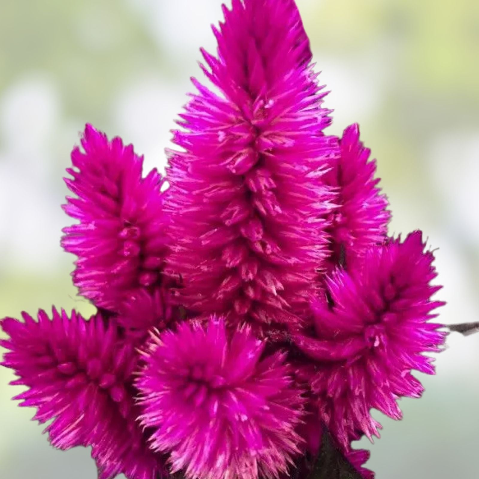 Celosia Seeds 500 Count Xantippe Variety Bright Colorful Annual Flowers Celosia argentea
