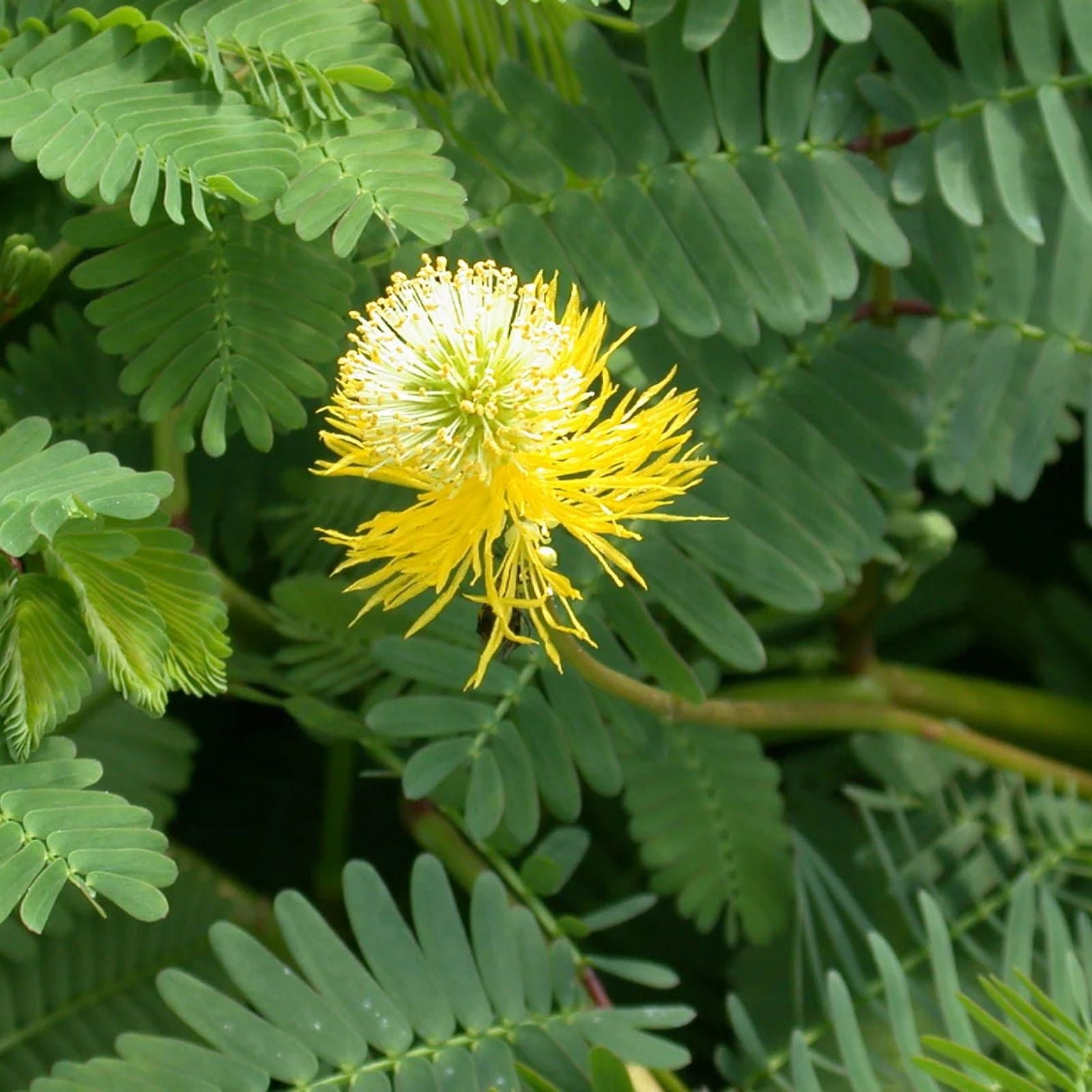 Water Mimosa Plant - Aquatic Tropical Marginal Plant - Mimosa pudica for Ponds and Water Gardens