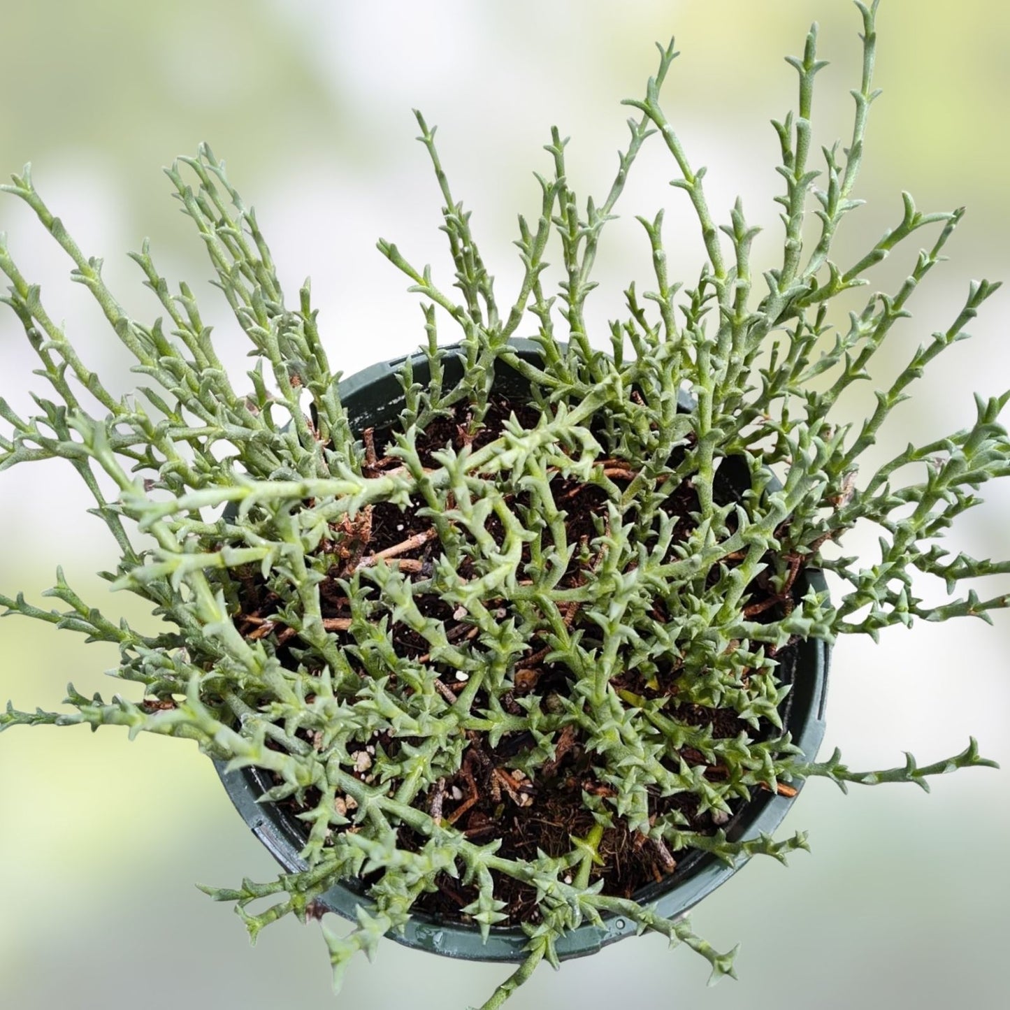 Ruschia Uncinata 'Doringvygie' Succulent Live Plant 2 Inch | Hardy Groundcover for Garden Decor