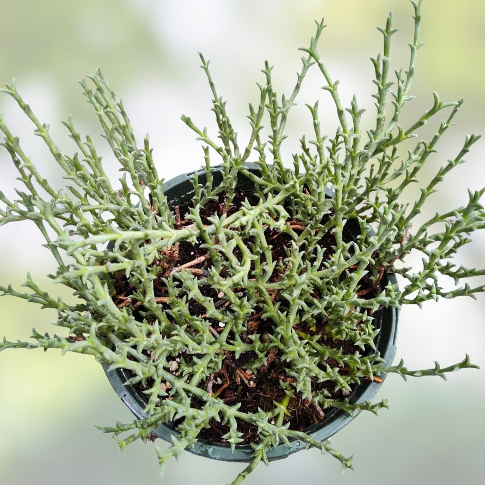 Ruschia Uncinata 'Doringvygie' Succulent Live Plant 2 Inch | Hardy Groundcover for Garden Decor