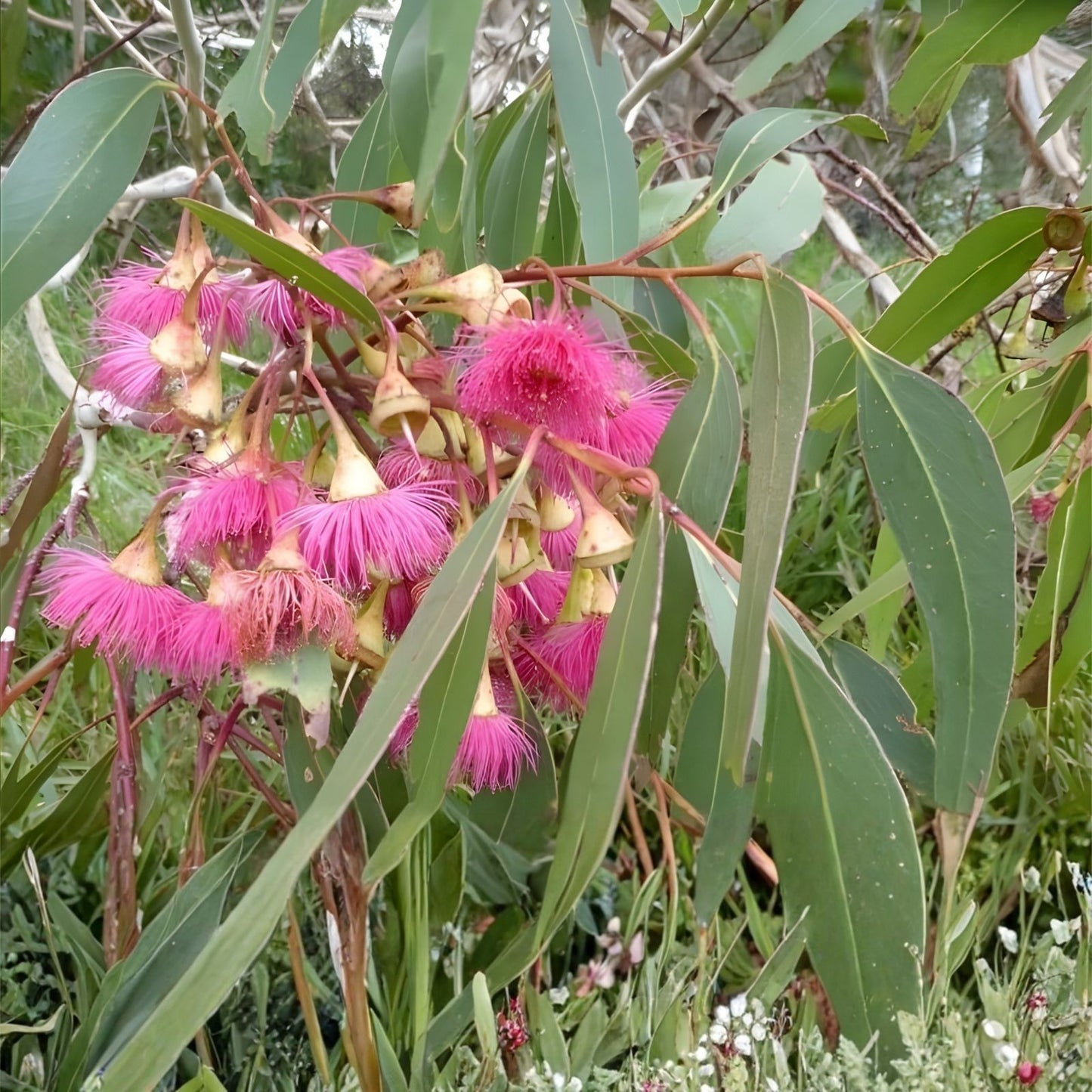 Large Fruited Gum Seeds 30 Pack - Eucalyptus leucoxylon Australian Native Tree Seeds for Planting