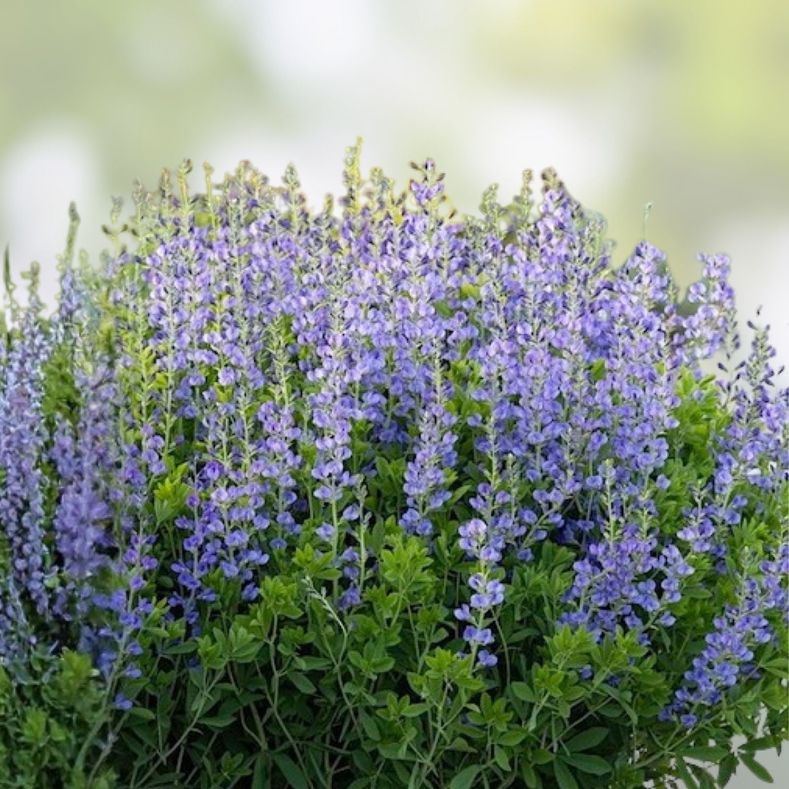 Blue False Indigo Live Plant Set of 2 – Baptisia australis Perennial with Blue Flowers, Flowering Plant