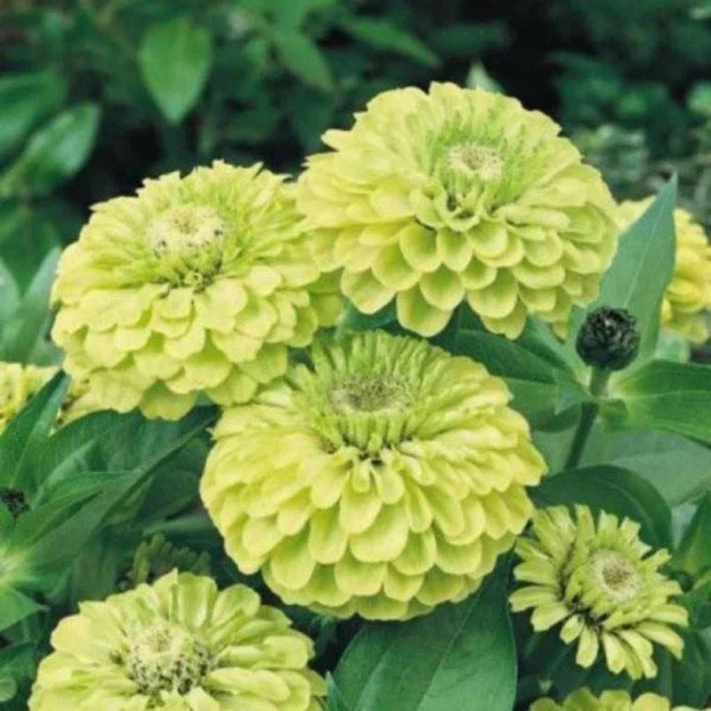 Zinnia Seeds for Planting, Green Envy Variety, 100 Seeds, Zinnia elegans, Flower Garden, Bright Color, Easy to Grow