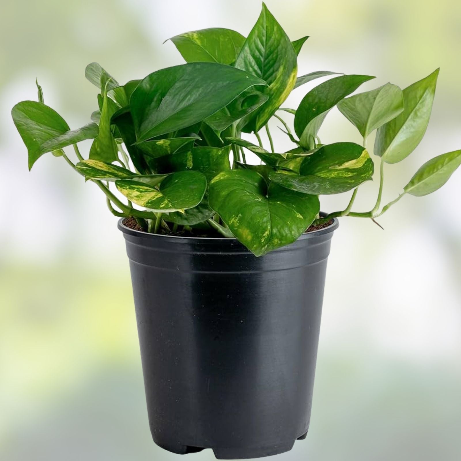Assorted Pothos Plant Cuttings - 5 Rooted Easy Houseplants for Beginners - Epipremnum aureum