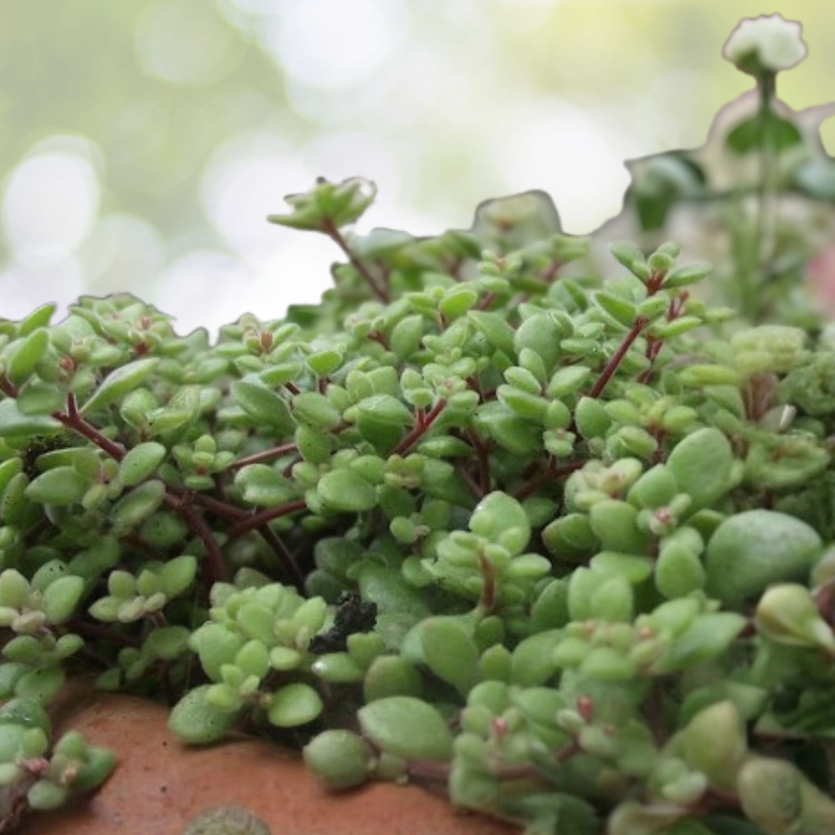 Adromischus Aarianiae Succulent Plant - Small 2" Pot - Rare Silvery Gray Leaves - Crassulaceae Family