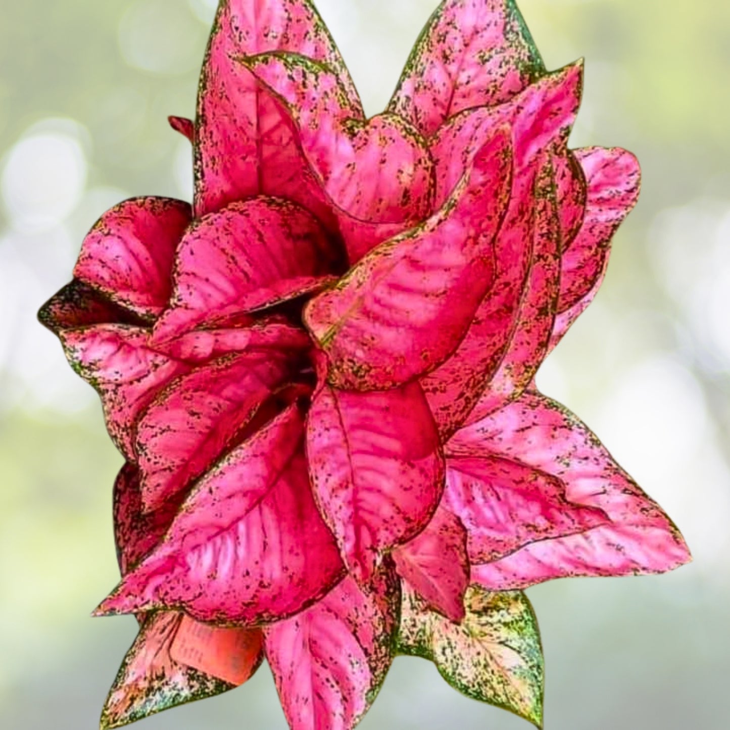 Aglaonema Siam Ruby Plant - 3 Gallon Pot - Tropical Houseplant - Aglaonema commutatum - Vibrant Indoor Foliage Plant