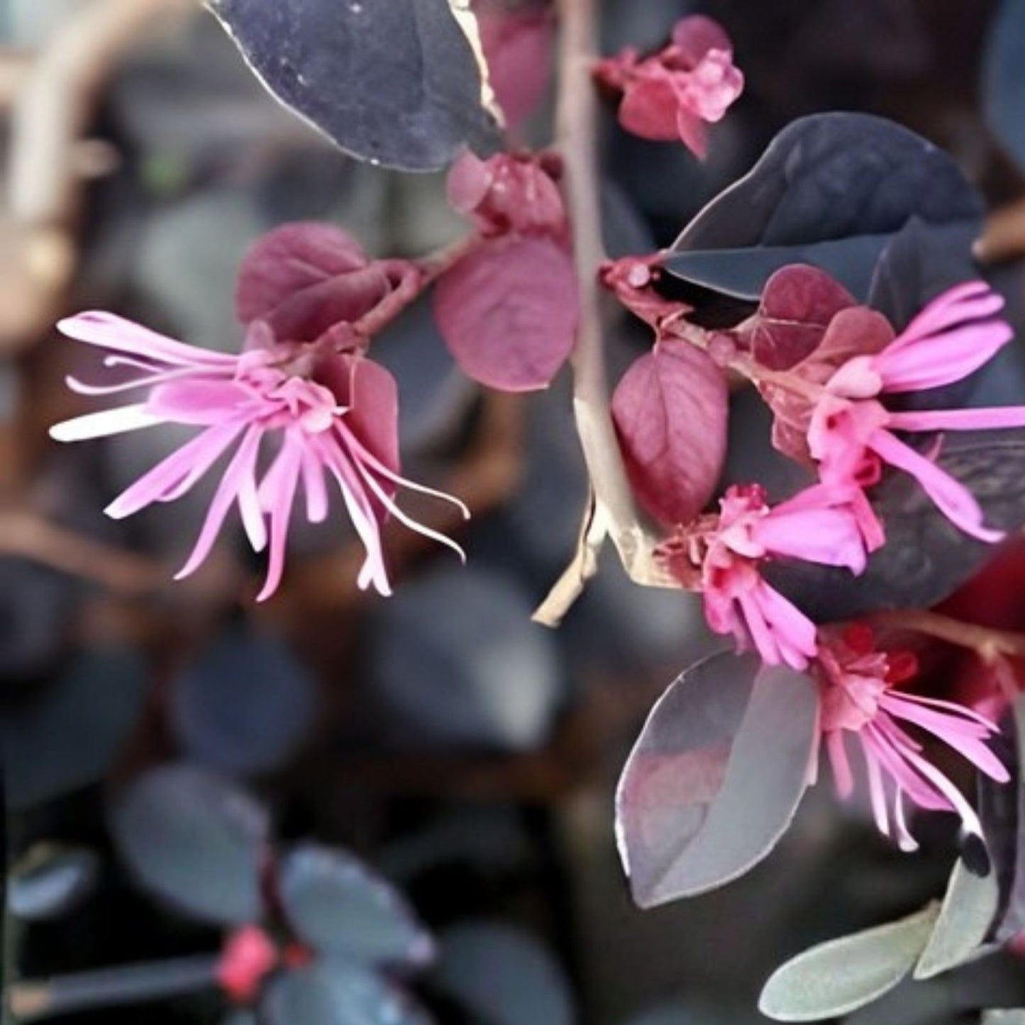 Loropetalum Plum Delight Shrub 3" - Flowering Live Plant with Purple Foliage - Low Maintenance, Loropetalum chinense