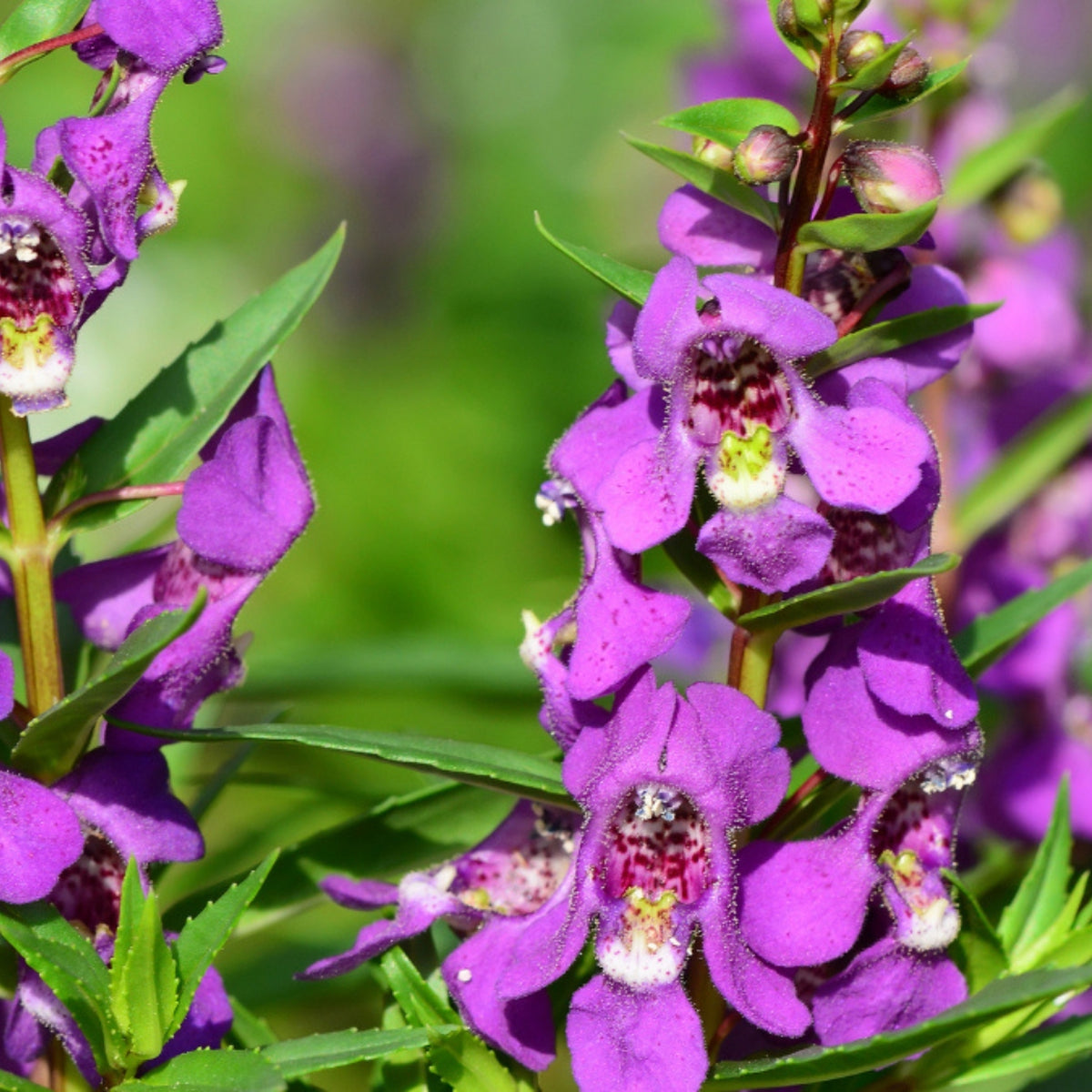 Vibrant Angelonia Plant 6" Pot Summer Snapdragon Angelonia angustifolia - Heat-Tolerant Flowers for Gardens & Containers