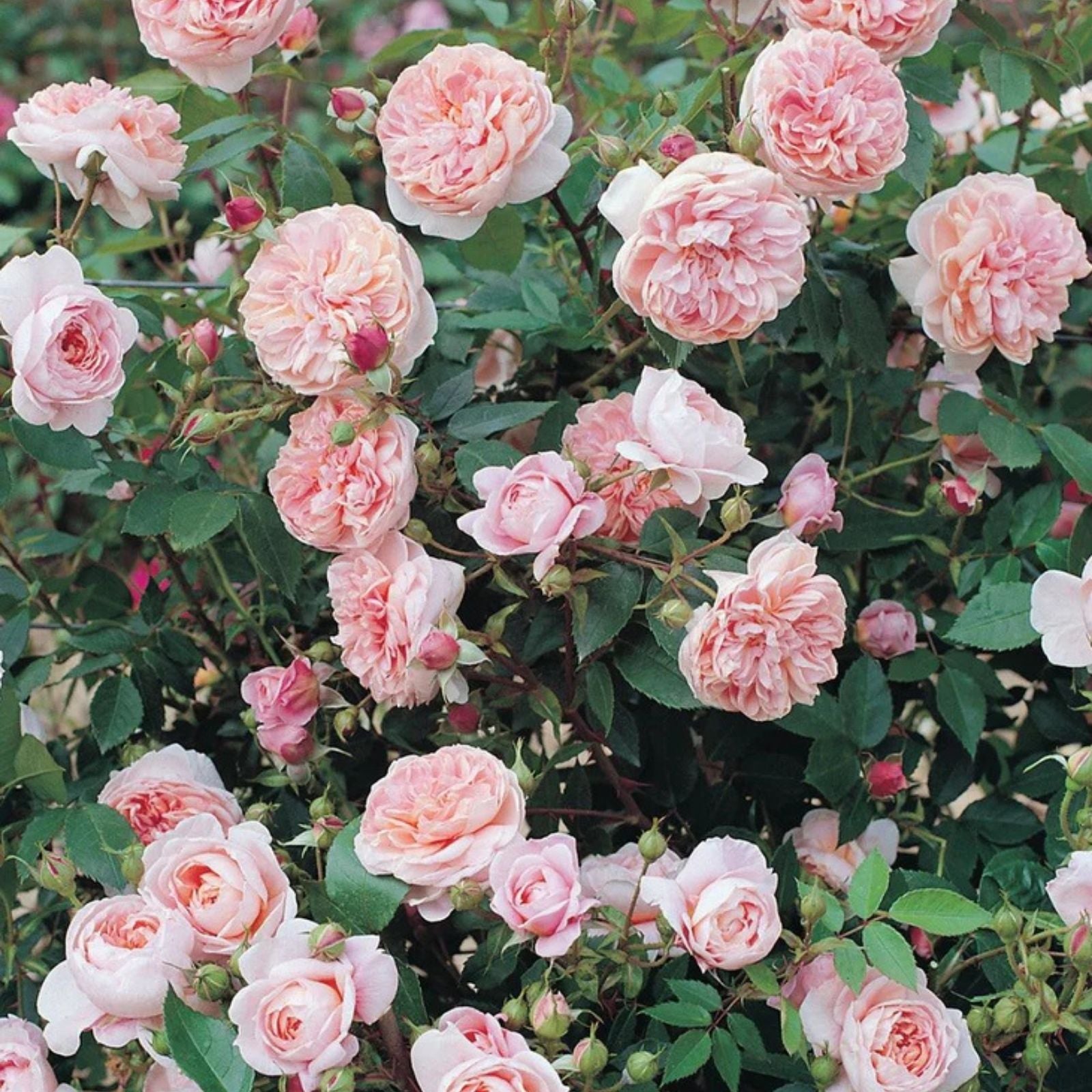 Colette Climbing Rose Cuttings - 3 Fresh Unrooted 6” Long - Rosa 'Colette' - Garden Flower Planting Material