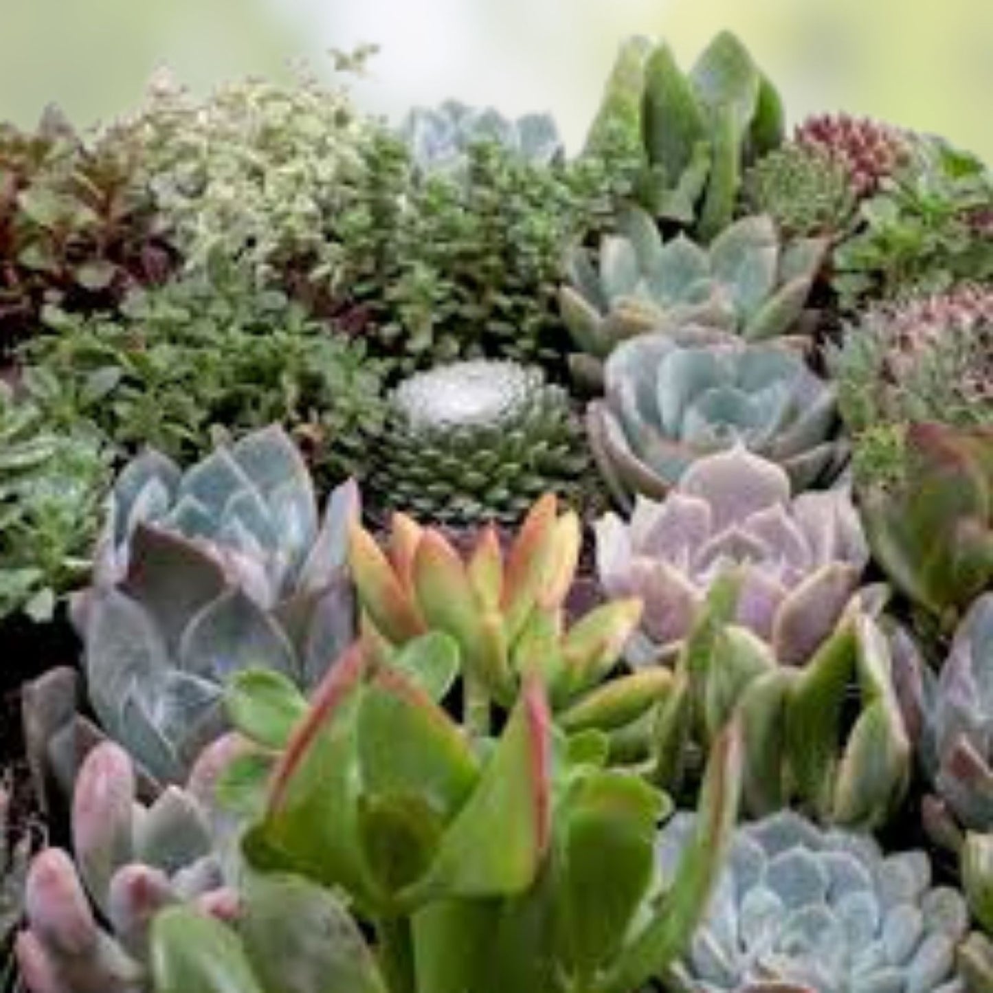 Large Succulent Cuttings 50 Pieces 25 Varieties Mixed Succulents for DIY Projects Garden Decor and Arrangements
