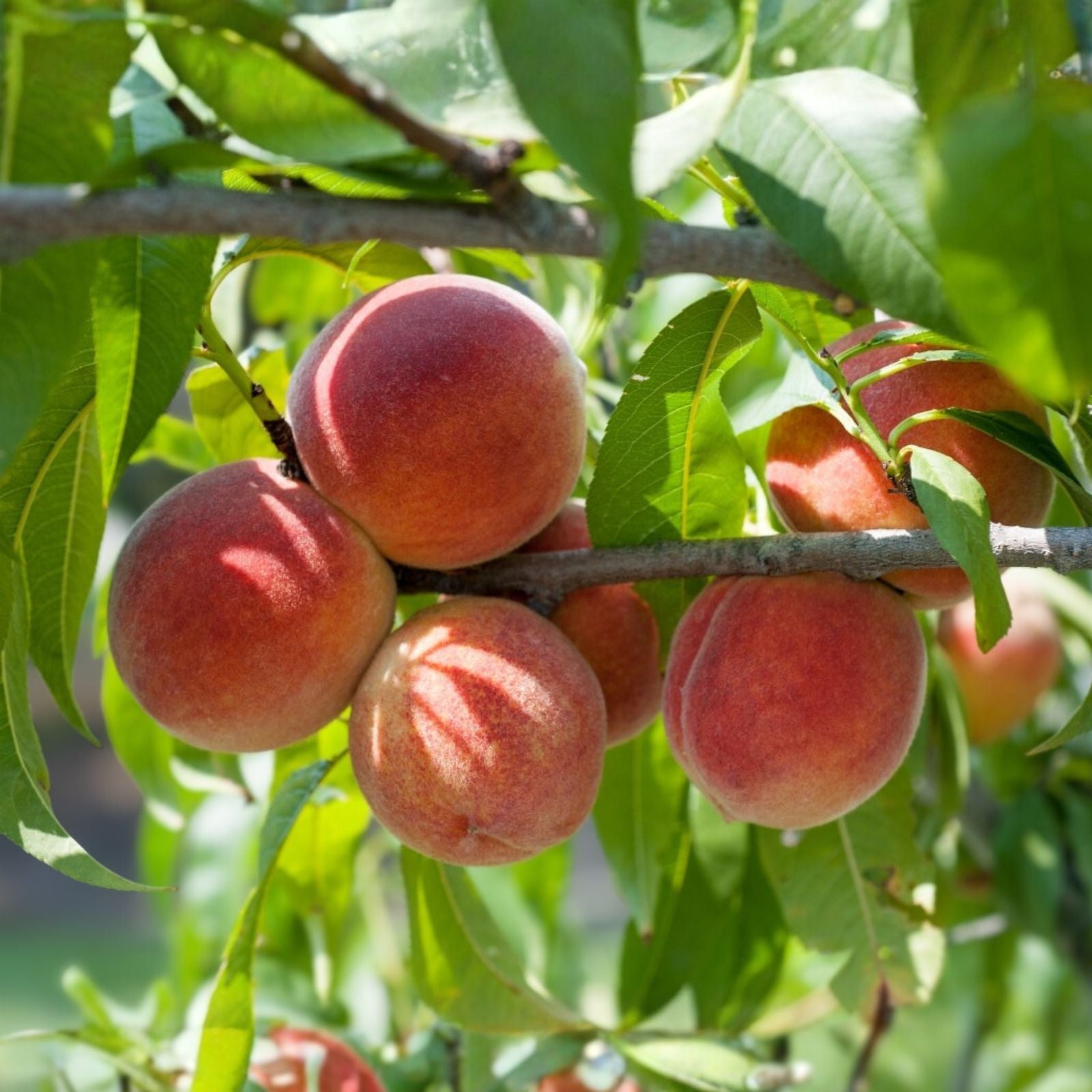 Peach Tree Seeds - Red Haven - Hardy Perennial Edible Plant (Prunus persica) - Home Garden Fruit Seeds