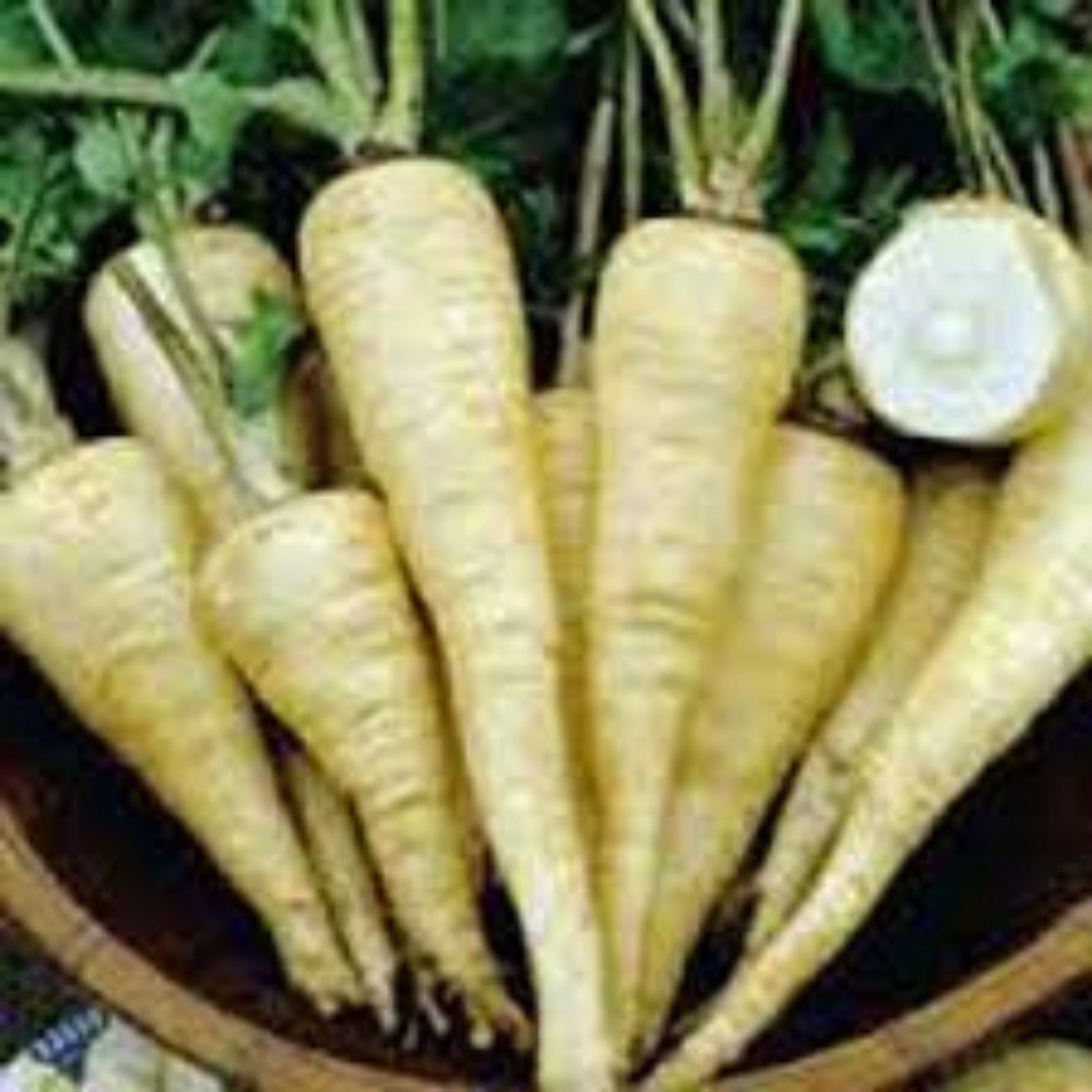 All American Parsnip Seeds 100 Count - Rare Garden Vegetable Seeds - Pastinaca sativa - Non-GMO, Heirloom, Organic Gardening Supplies