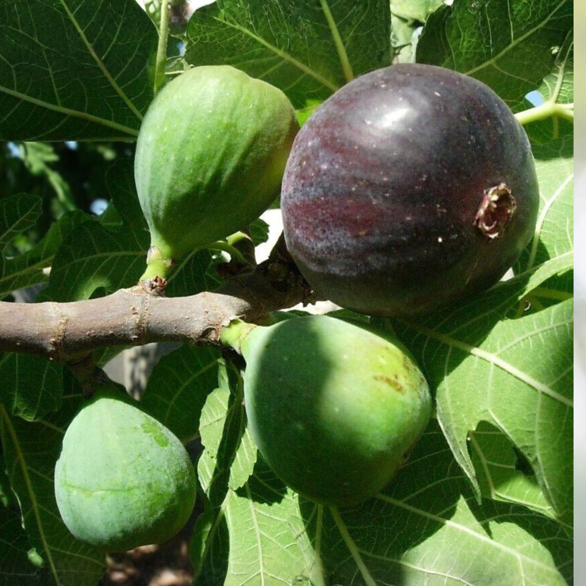 Black Mission Fig Tree Starter Plant 3-Pack Everbearing Edible Fruit Tree Ficus Carica Large Lobed Leaves