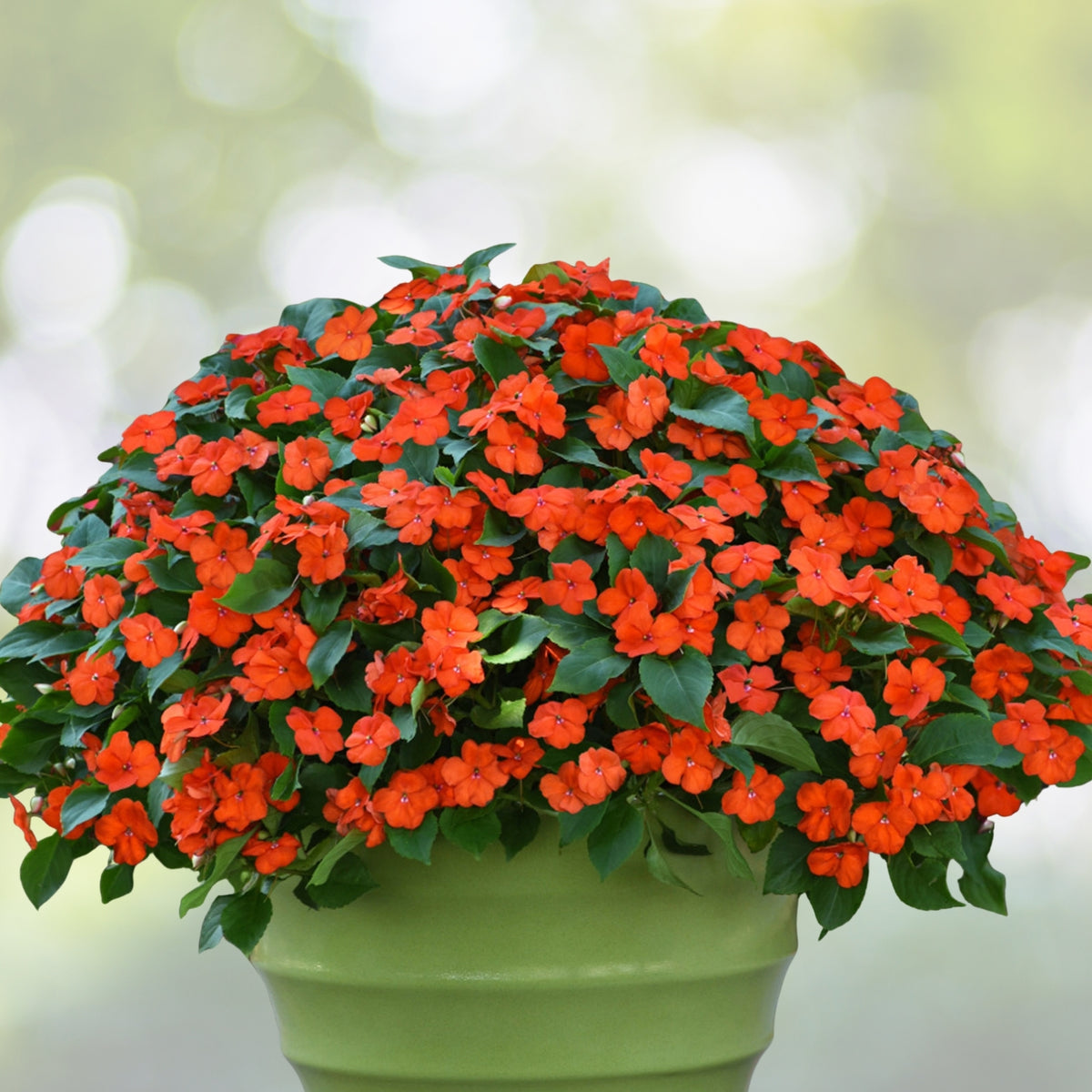 Impatien Orange Plant 4in Pot - Bright Annual Flowering Plant for Shade - Impatiens walleriana