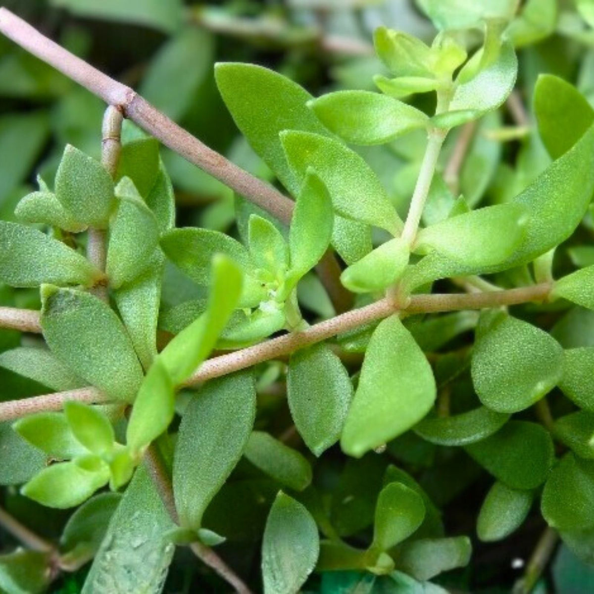 Sedum Sarmentosum Live Plant Cuttings - Fast Growing Creeping Perennial Edible Ground Cover Plant