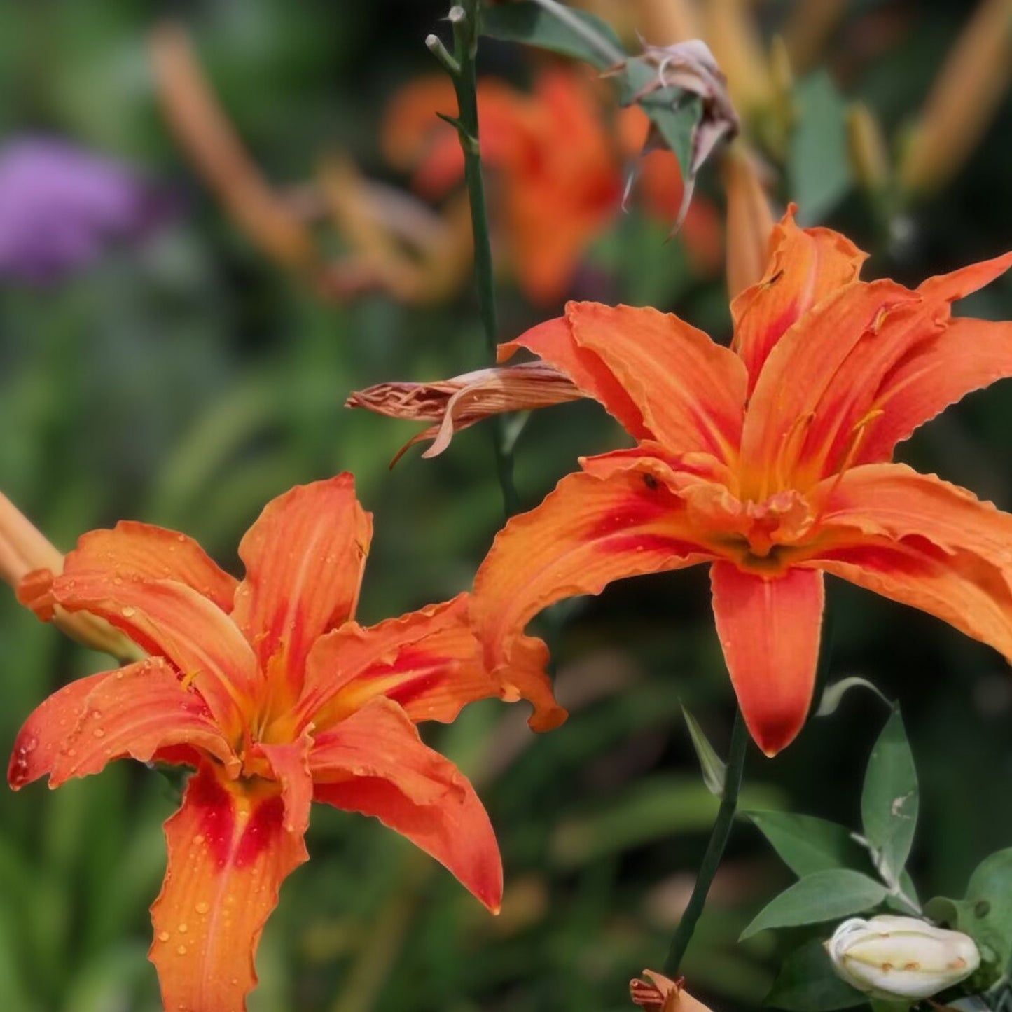 Orange Daylily Plants - 5 Roots - Hemerocallis fulva - Hardy, Drought-Tolerant, Pollinator-Friendly, Mid-Summer Blooms
