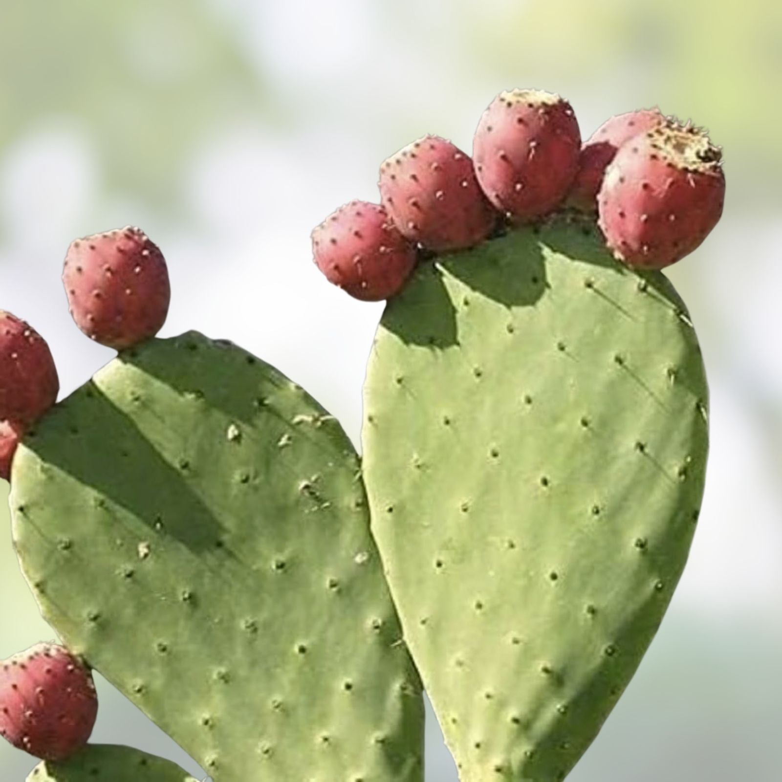 Large Opuntia Santa-Rita Prickly Pear Cactus Pad Segment – Live Indoor and Garden Plant - Opuntia ficus-indica