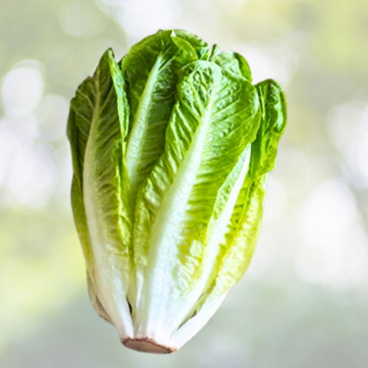 Parris Island Romaine Seeds | NON-GMO Heirloom Lettuce Seeds | Lactuca sativa | Garden Vegetable Seeds