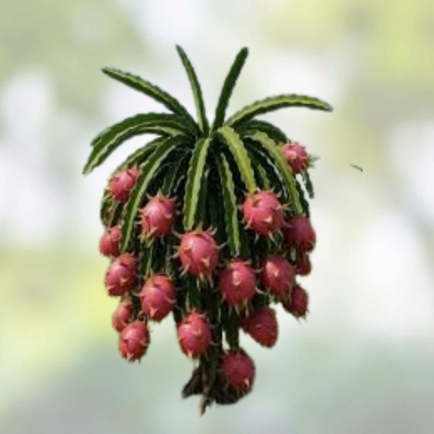 Mature Dragon Fruit Cuttings Lake Atitlan Variety Hylocereus undatus Tropical Fruit Plant