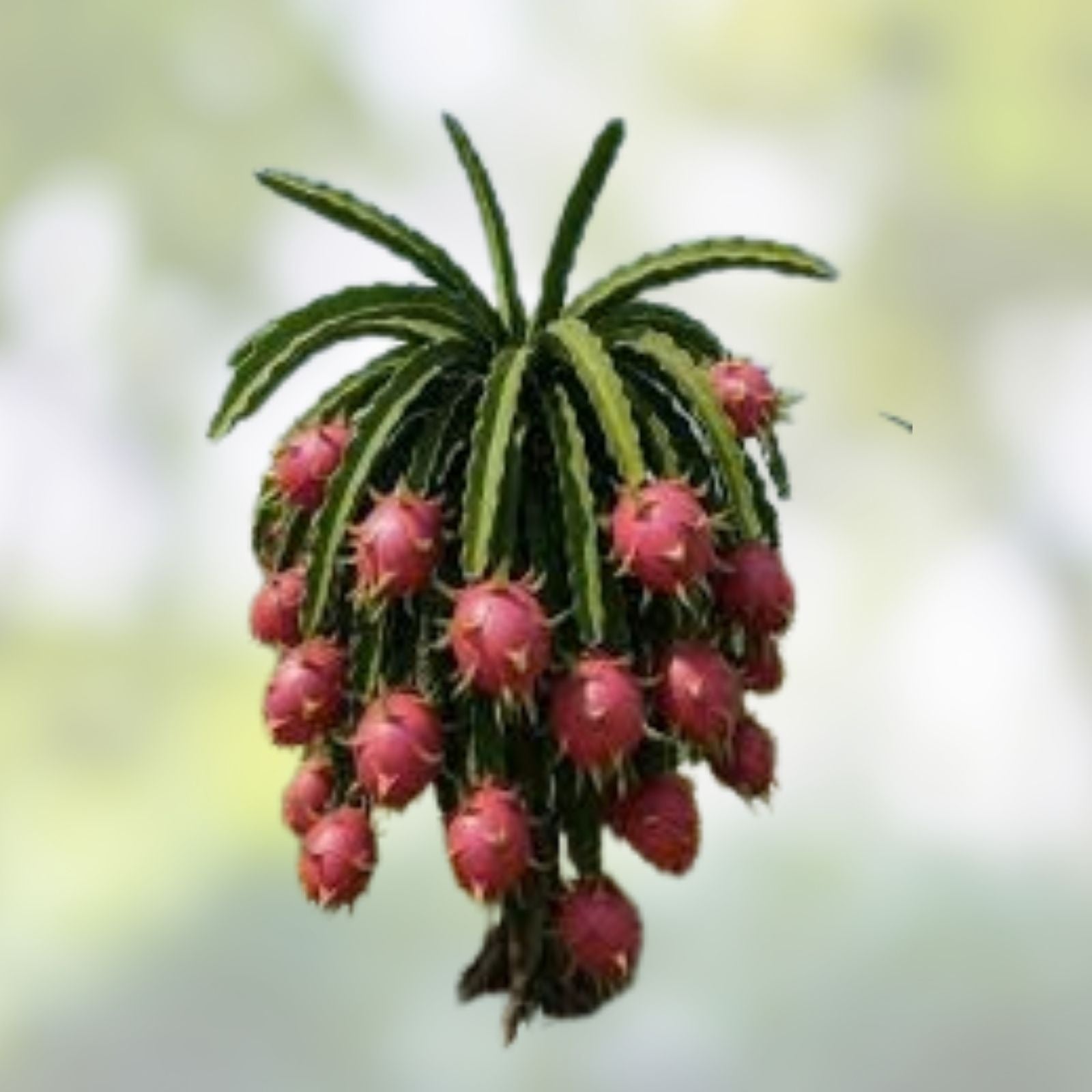 Mature Dragon Fruit Cuttings Lake Atitlan Variety Hylocereus undatus Tropical Fruit Plant