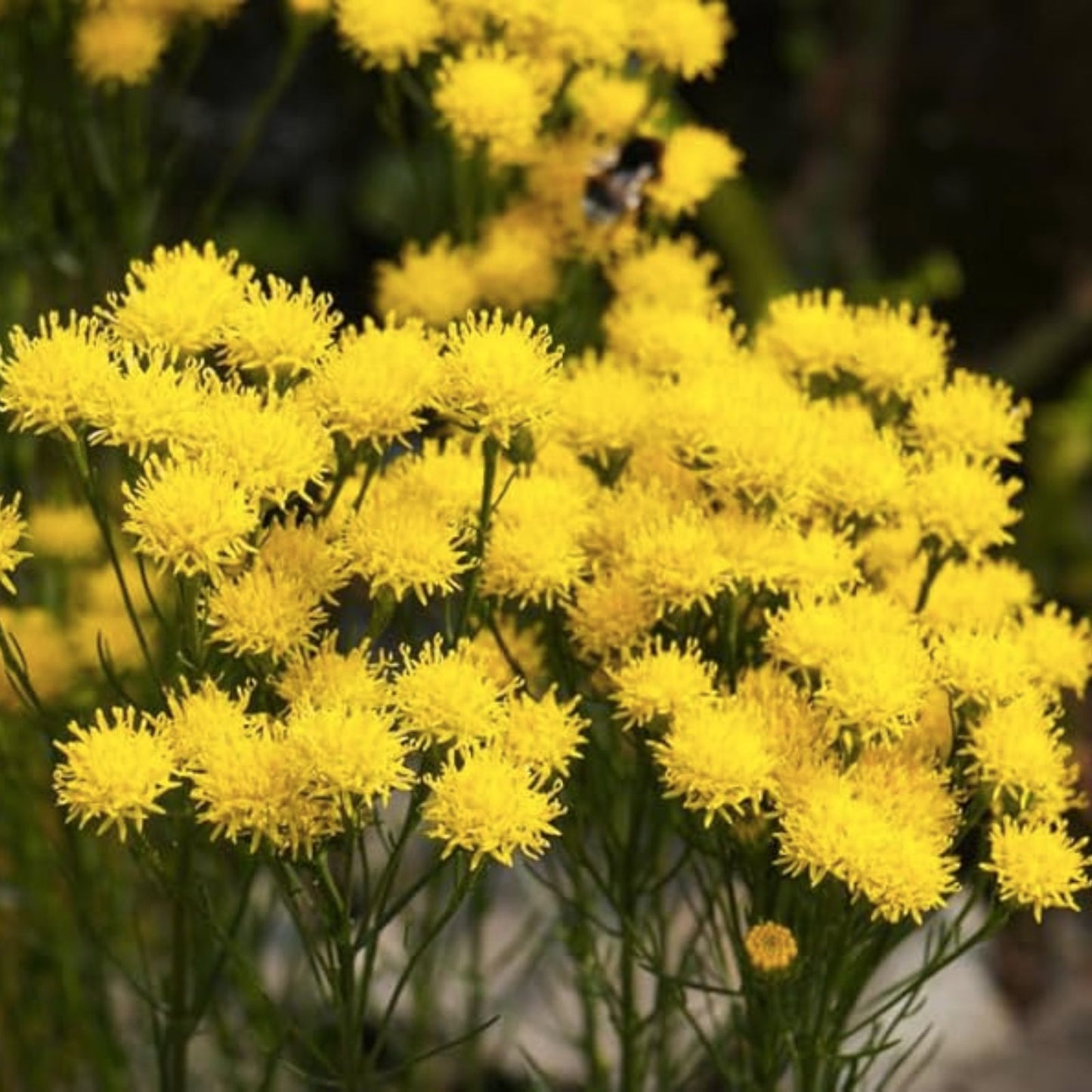 Goldilocks Aster Flower Seeds 20 Pack - Yellow Starwort Aster linosyris for Planting, Garden, Wildflower, Pollinator Friendly