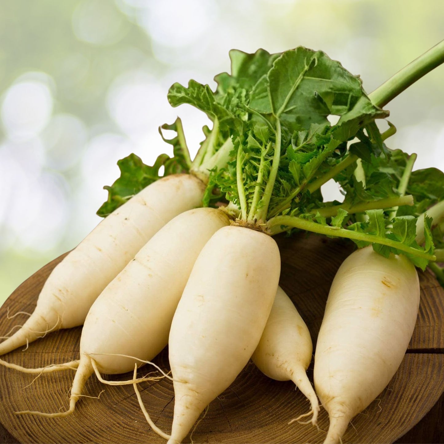 Radish Seeds 50 Count - White Lady Heirloom Non-GMO Raphanus sativus for Home Gardens, Vegetable Seeds, Organic Gardening
