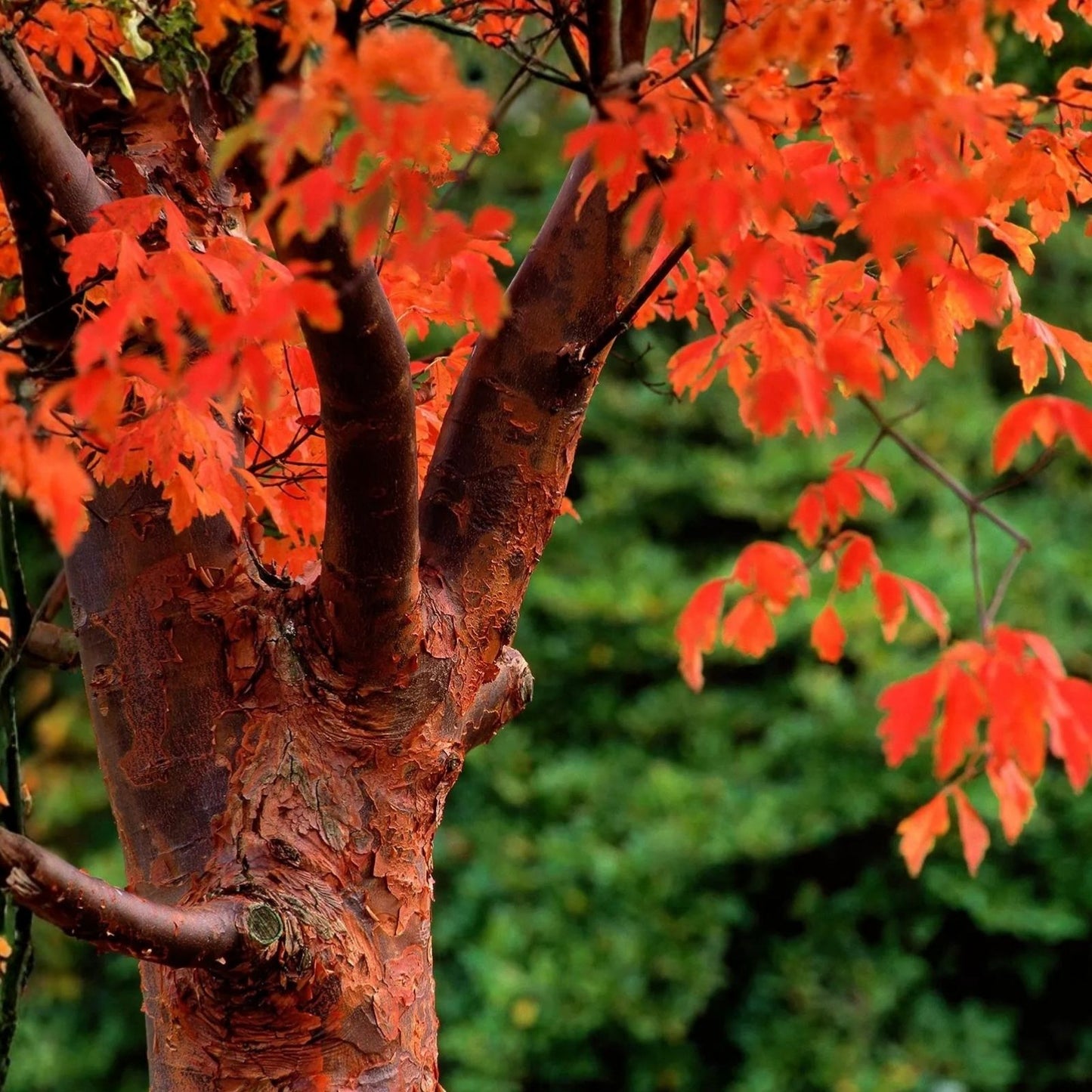 Paperbark Maple Tree Seeds for Planting, Acer griseum, Peeling Cinnamon Bark, Ornamental Tree Seeds