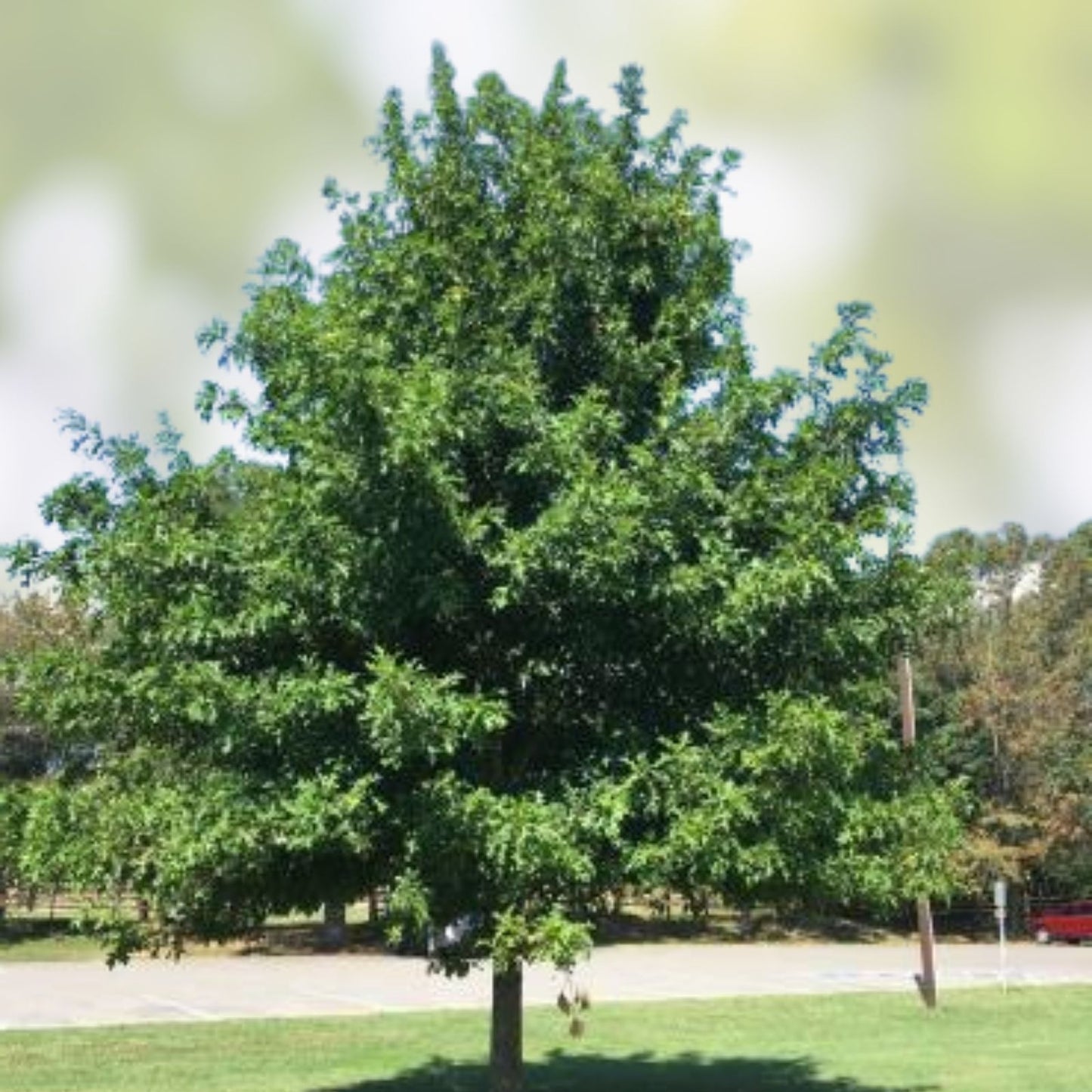 Cherrybark Oak Tree Live Plant 12-16" Bare Root Quercus pagoda Native Hardwood for Landscaping