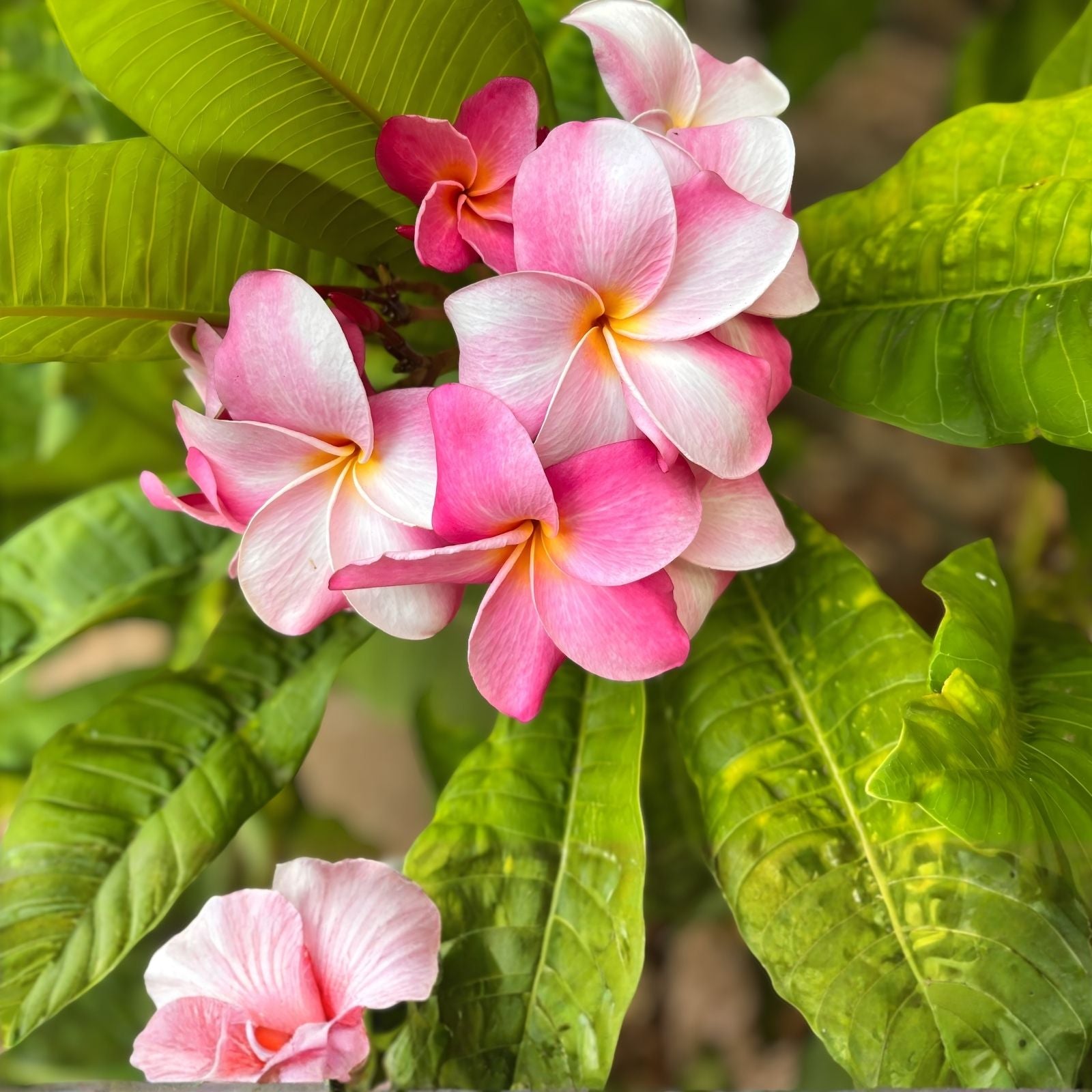 Fresh Pink Plumeria Cuttings 10-12 Inches - Exotic Frangipani Plant for Propagation and Gardening