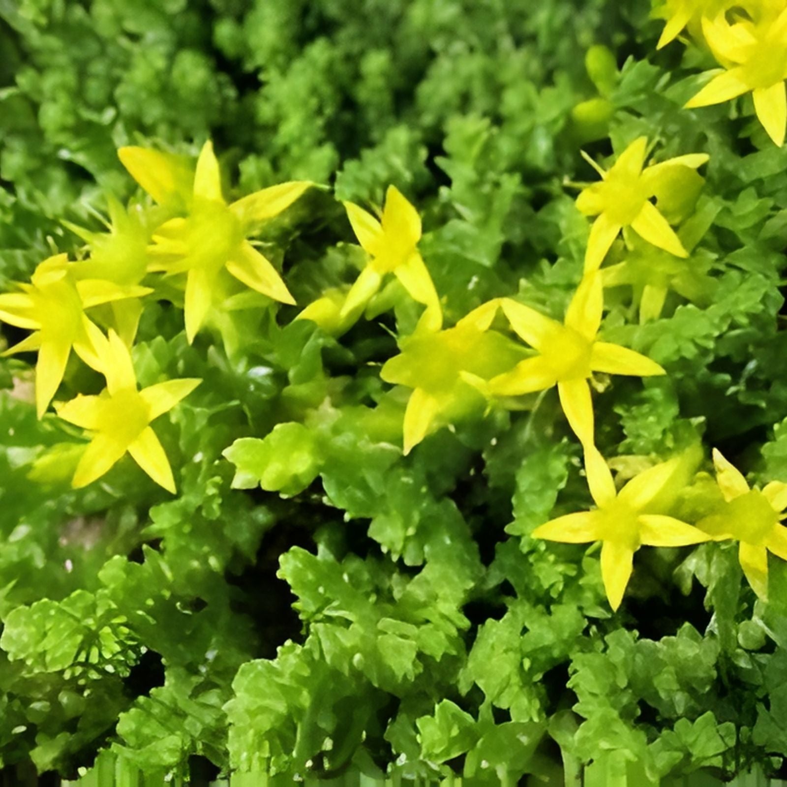 Creeping Sedum Groundcover Plants - 50 Perennials in Varied Sizes, Sedum spp. for Garden, Landscaping, and Borders