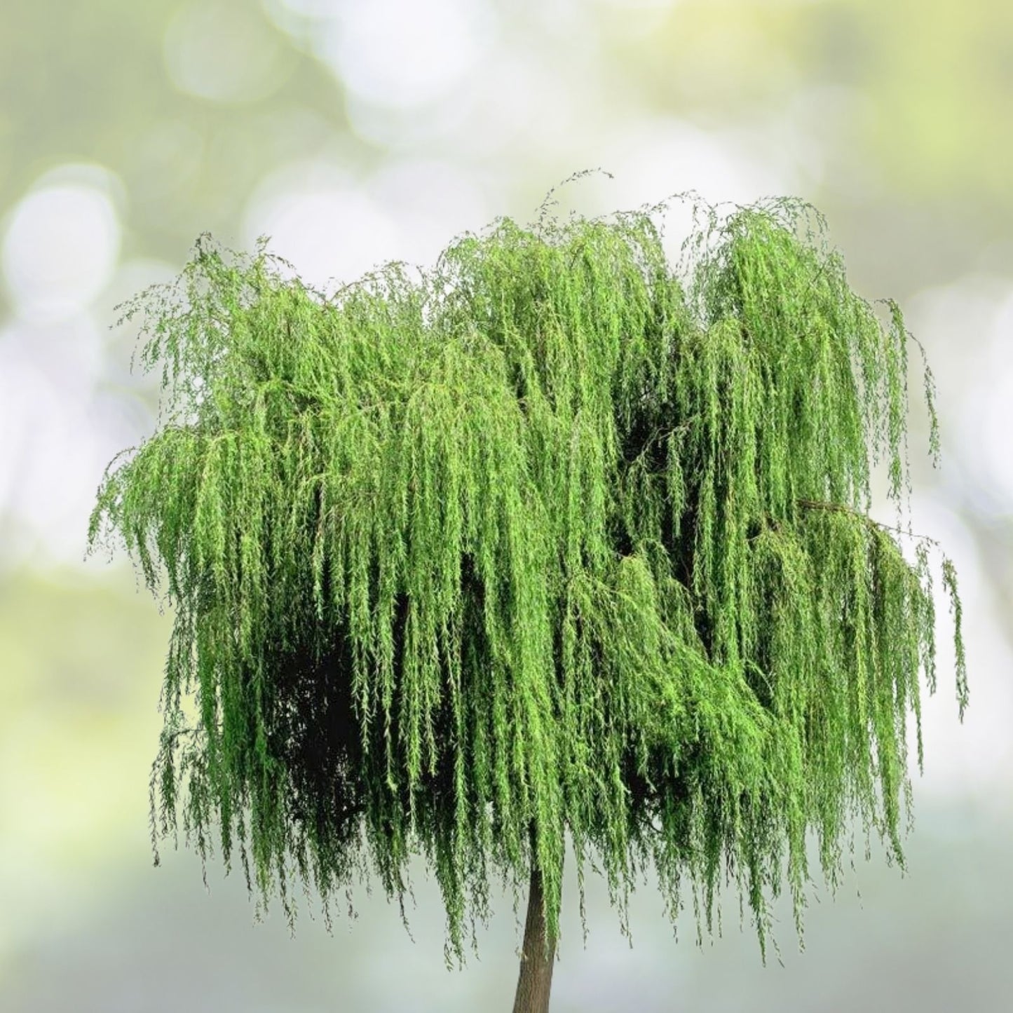 Weeping Foxtail Millet Seeds (100 Seeds) - German Millet, Ornamental - Setaria italica