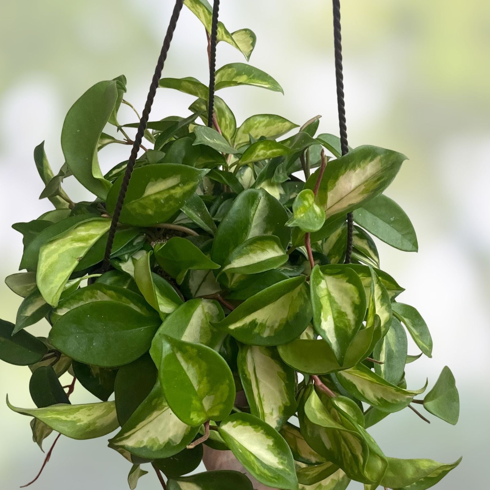 Hoya Krimson Princess Cuttings - 3 Inch Unrooted Stem - Succulent Houseplant - Hoya carnosa Variegated Plant